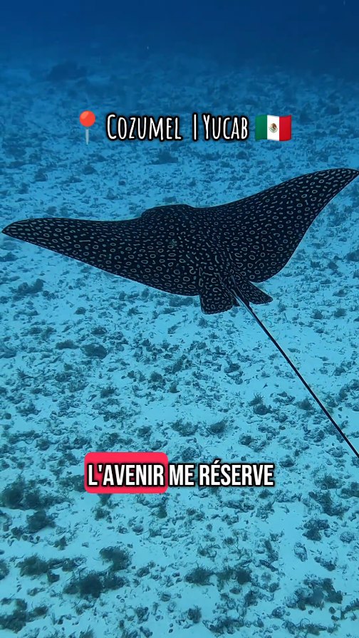 Aujourd’hui, je t’emmène sous la surface…
Là où les mots se taisent et où l’âme se rappelle.
C’était ma 6e plongée à Yucab, à Cozumel.
Un lieu vibrant, sacré, où l’océan m’a encore une fois enseigné une grande leçon :
➤ Faire confiance au courant.
➤ Plonger sans tout comprendre.
➤ Et laisser la magie opérer.
J’ai croisé une eagle ray…
Elle volait sous l’eau, libre, majestueuse.
Elle m’a soufflé un message que je te partage dans ce réel.
Un rappel doux et puissant :
➤ notre évolution ne fait pas de bruit,
mais elle change tout en profondeur.
—
🎥 Réel tourné à Cozumel, Mexique
✨ Texte & voix : moi
—
#fyp #foryoupage #fypシ゚ #plongée #cozumel #mindsetpositif #développementpersonnel #danseraveclescourants #eagleray #connexionàsoi #voyagerautrement #rituelsdelâme #mexique #divingcozumel