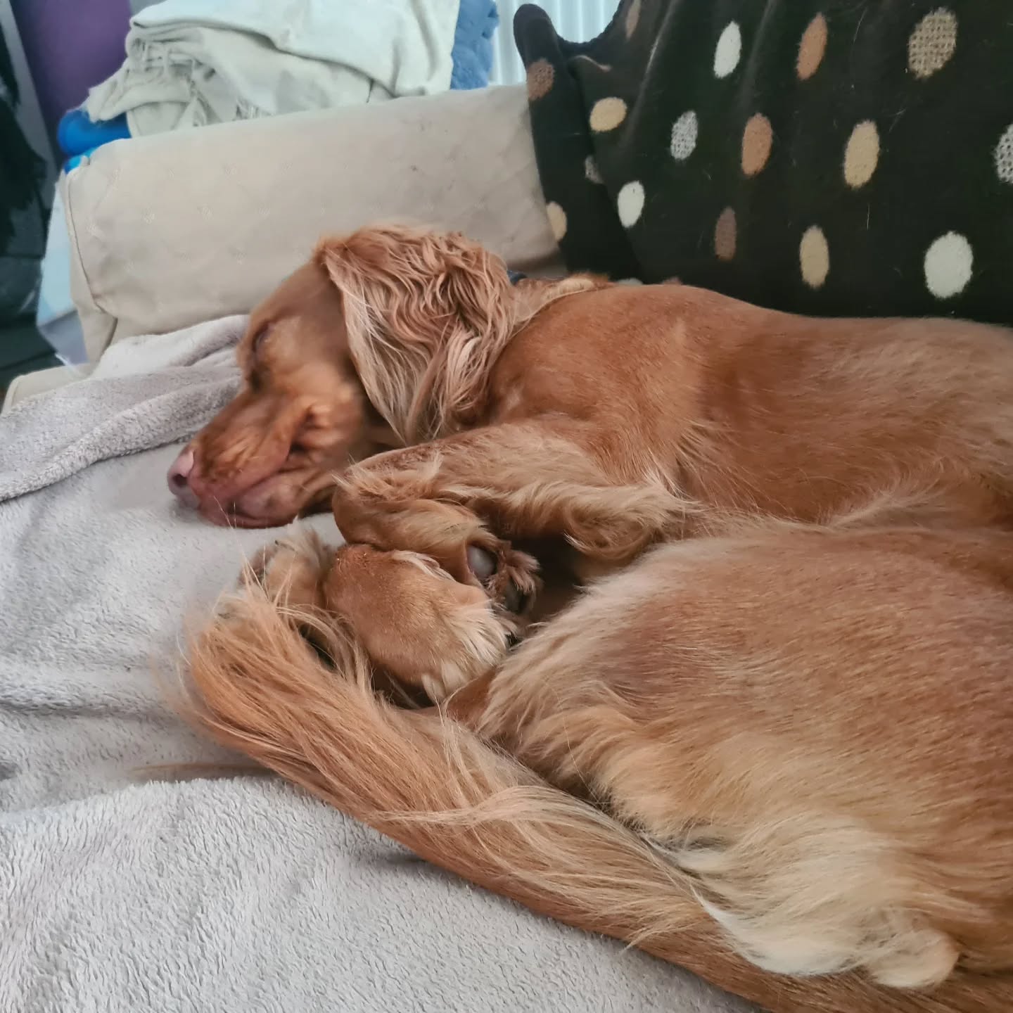 Beautiful pups of all sizes having a lovely stay at Cosy Canine Club (but in the hot weather Air-con canine club!)
#dogboarding #dogdaycare #dogsitting #dogsofinstagram