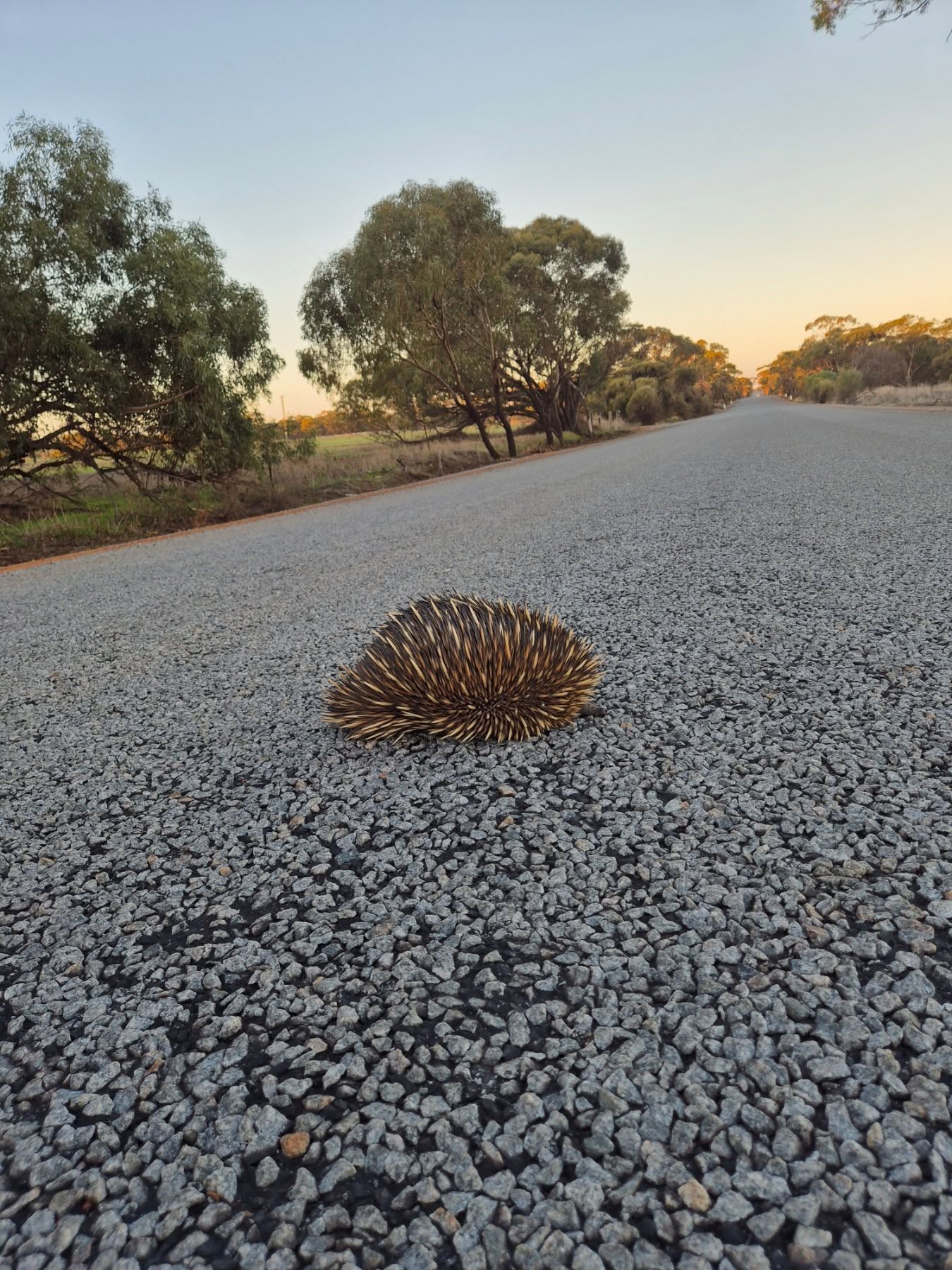 Why did the echidna cross the road?
#Australia #wildlife #beautifulafternoons #lifeontheroad