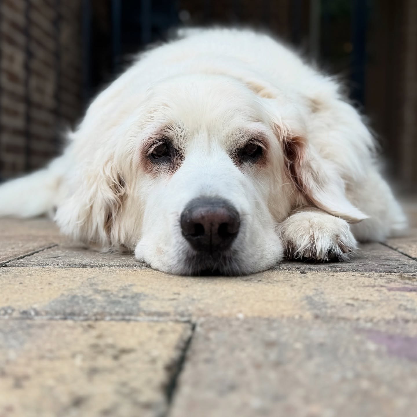 Big ole Bear with the blues.
#boerne #fairoaksranch #petsitter #petsitting #goldenretriever