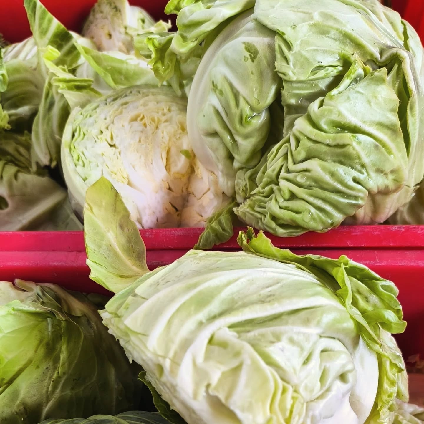 Nasza kiszona kapusta ma wielu zwolenników.
Co w niej takiego niezwykłego?
Kisimy kapustę tylko z własnych upraw, dodajemy sól kamienną i liść laurowy, uwierzcie nie potrzeba niczego więcej. W jesiennej wersji lubimy jeszcze dodać 🥕🥕🥕.
Nasze kiszonki "nie widzą" plastiku, bo stara szkoła mówi, że najlepsze kiszonki powstają w glinianych beczkach.
A w Wasze ręce nasze kiszonki trafiają w słoikach.
Prosto, z ogromem staranności i serca.
Już niedługo w Wasze ręce trafi kiszona młoda kapusta.
#kiszonkij #slowfood #kuchniasezonowa #kisimy #zpolanastół #prostejedzenie #noplastic #tradycja #jakdawniej