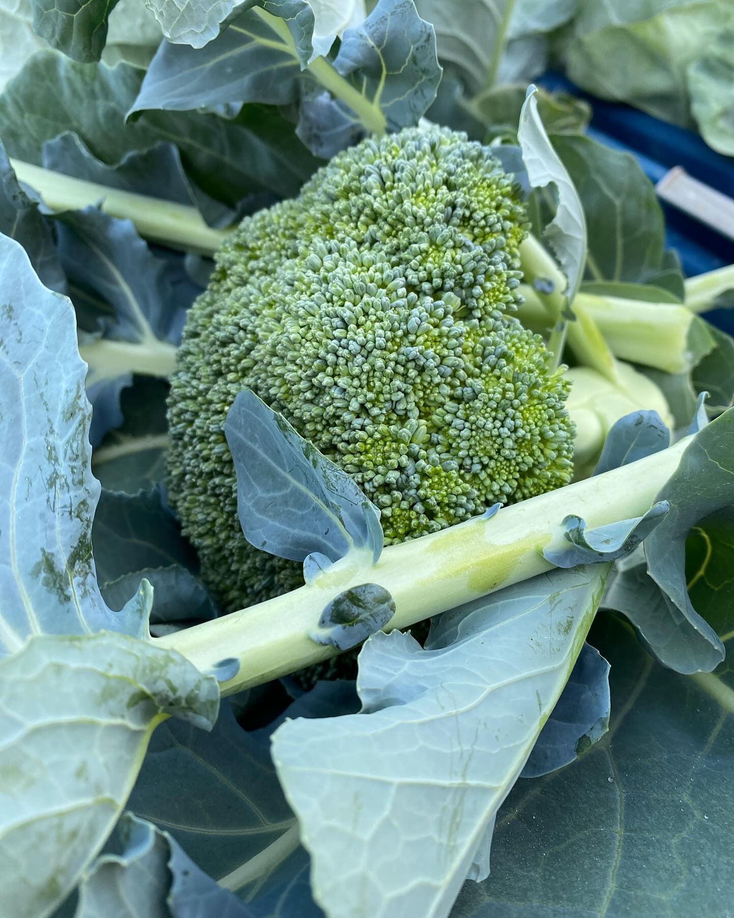 Broccoli is here! Available at both our markets this weekend.
@mounthoodfarmersmarket Friday 2-7pm in Sandy
@greshamfarmersmarket Saturday 8:30-2 in downtown gresham
Last call for garlic scapes until June 2026 #sliceofheavenfarm