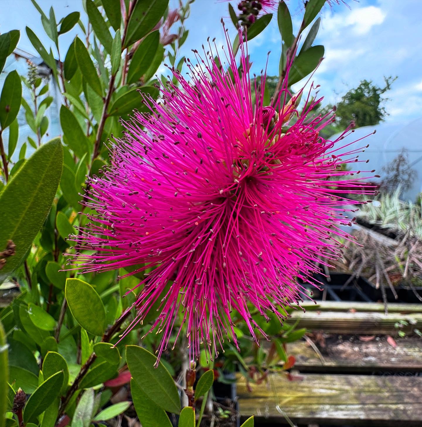 Callistemon hot pink in full flower on this rather hot day! 🥵 🌺#plantsmakepeoplehappy®️ #plantsplantsplants #hardyexotics