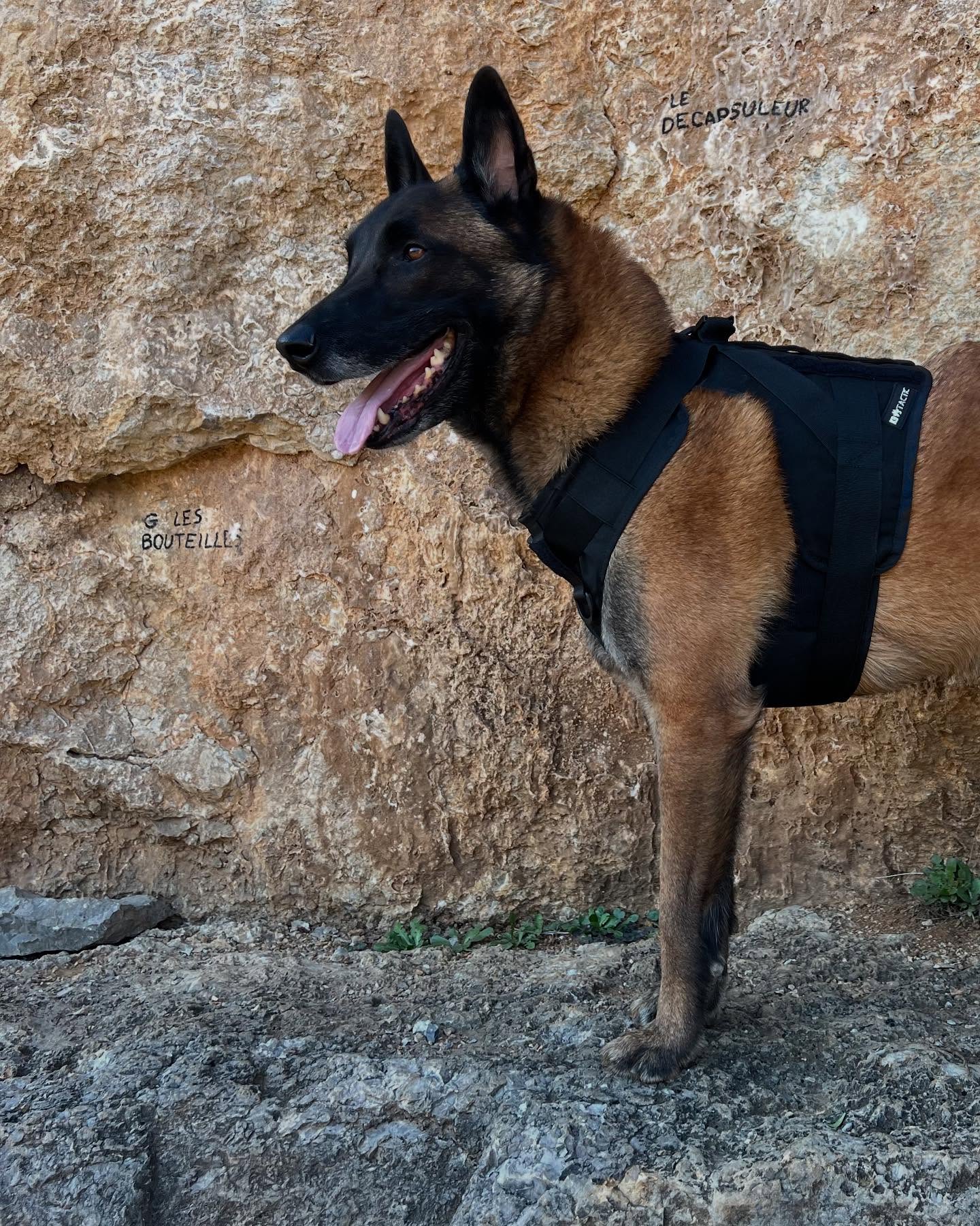 Chaque harnais K9 Tactic est conçu pour répondre à un besoin précis sur le terrain : légèreté, résistance, ergonomie, ou encore protection renforcée.
Swipe 👉 pour découvrir nos différents modèles en action.
📍 Développés en collaboration avec des professionnels du K9.
📦 Fabriqués à la main avec des matériaux de qualité militaire.
🇫🇷 Fabriqués en France.
Quel modèle correspond le mieux à votre binôme ?
#k9 #k9unit #k9training