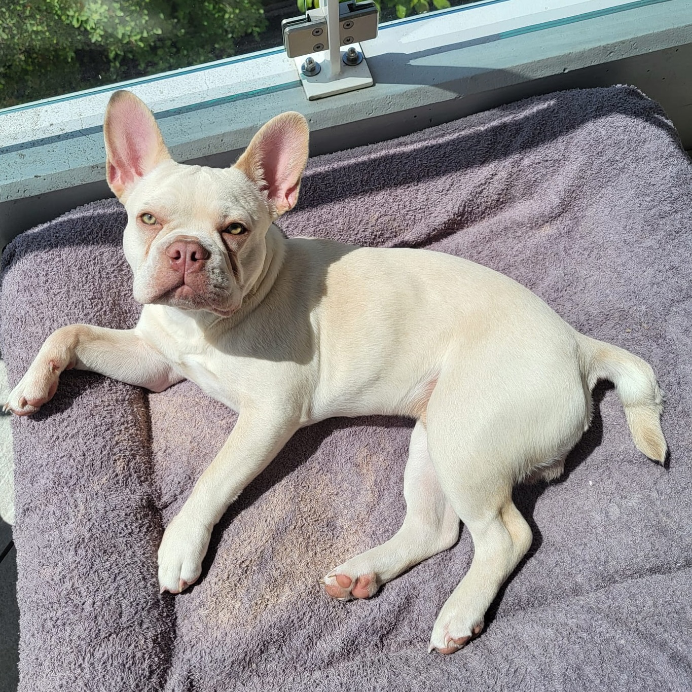 🍈 Jackfruit – ein wunderschöner #Nachzuchtrüde in der Farbe Platinum! 💎
Er wird von seinen Menschen über alles geliebt ❤️ und lebt gemeinsam mit weiteren Bullyfreunden in einer richtig bullyverrückten Familie. 😄
Fun Fact: Im selben Ort leben sogar noch andere Alpha Bullys 😆. Manchmal treffen sie sich ganz zufällig beim Spaziergang. Einer davon ist auch ein Platinum – was für ein verrückter Zufall, oder? 😍
Man erkennt einen Alpha Bully eben sofort… oder nicht? 😇
#AlphaBully #sportlichebulldogge #französischebulldoggen #bulldoggswithnoses #bullymitnase #healthyfrenchie #frenchiesofinstagram #sportlichefrenchies #nasenbär #retrofrenchie #französischebulldogge #französischebulldoggedeutschland #französischebulldoggeschweiz #bullysmitnase #frenchiebreeder #bulldoggezüchter