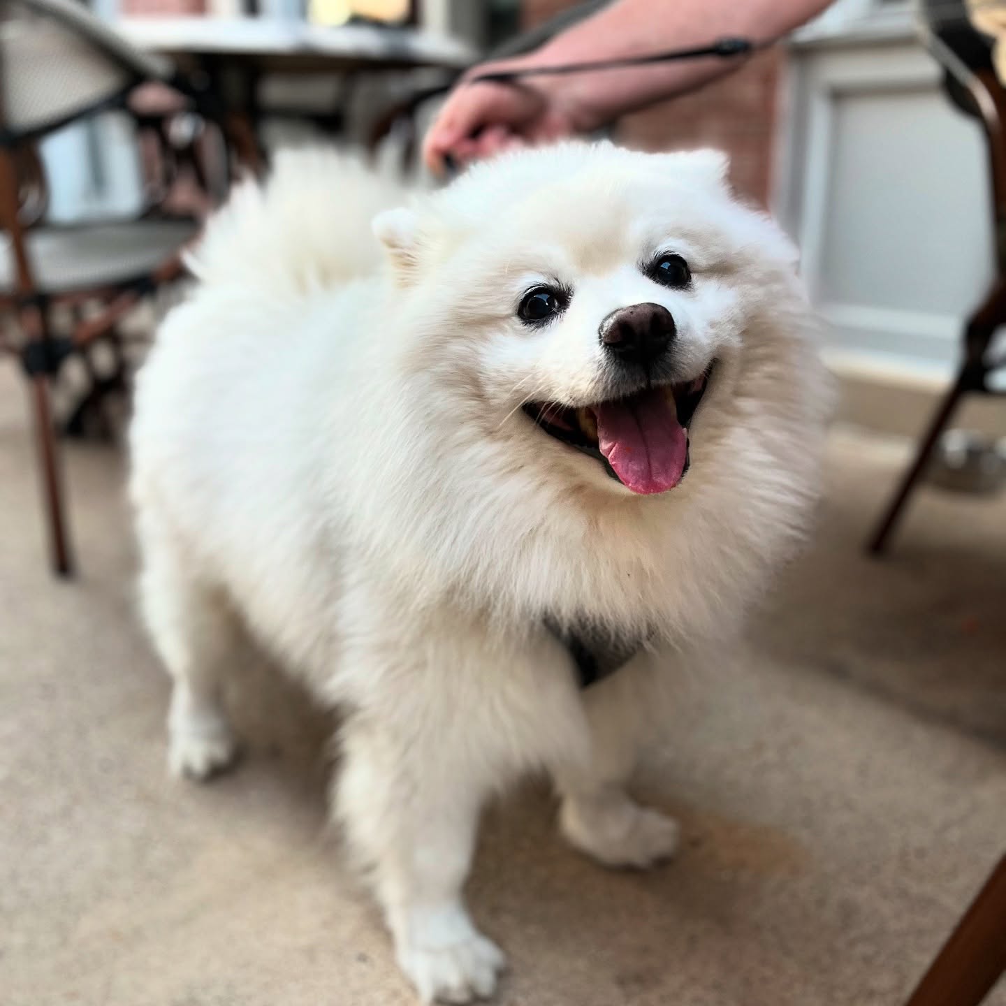 🐶☀️ Pups on the Patio is BACK! ☀️🐶
Bring your furry friends and join us every day on our pet-friendly patio! 🐾 Enjoy delicious food, refreshing drinks, and tail-wagging good vibes for both humans and pups.
🦴 Special doggy treats
🍹 Happy Hour specials for you
📸 Insta-worthy moments guaranteed
Tag us in your pup pics using #PupsOnThePatio for a chance to be featured!
This week’s feature is Nanuk!! He was a famous show dog for most of his life. He sure knows how to work the camera!!
