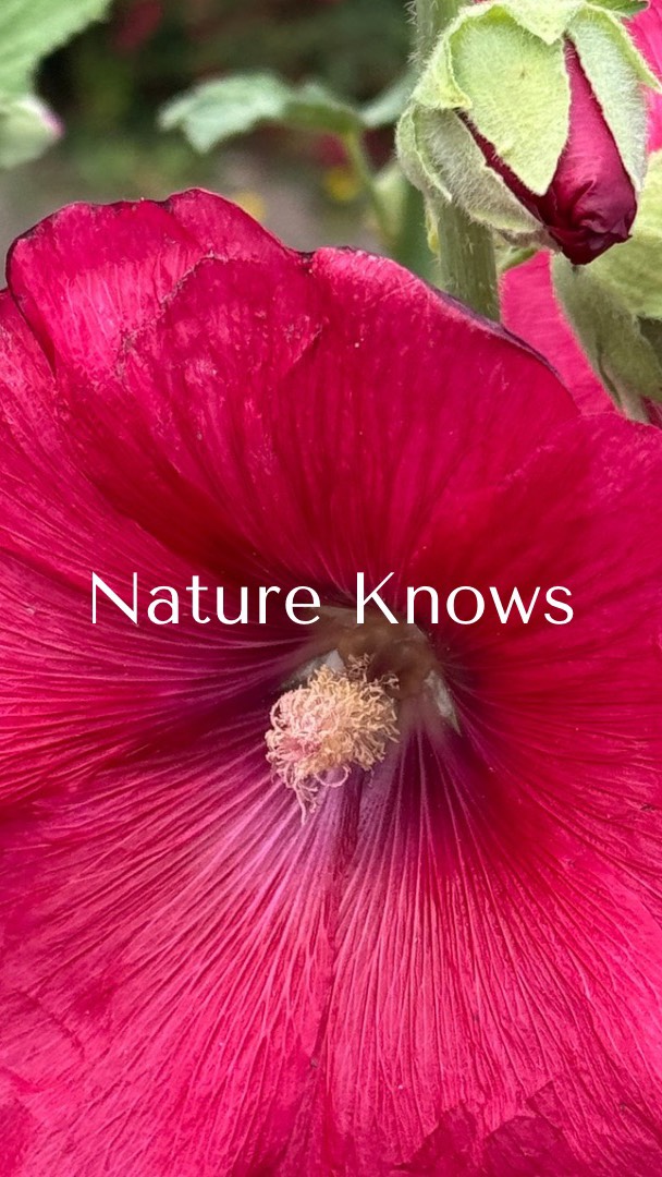 💖The colors of nature are a direct inspiration for personal coloring, reflecting the four seasons of the year.
Each season has its own color characteristics:
Spring: Light, bright, and warm tones, like blooming flowers and green fields.
Summer: Soft and cool colors, with pastel shades, reminiscent of sunny days and blue skies.
Autumn: Warm and earthy tones, like falling leaves, pumpkins, and golden sunsets.
Winter: Dark and cool colors, like snowy landscapes, night skies, and strong contrasts.
#colouranalysis #colorimetria #colouranalysisonline #colorimetría #coloracaopessoal #nature