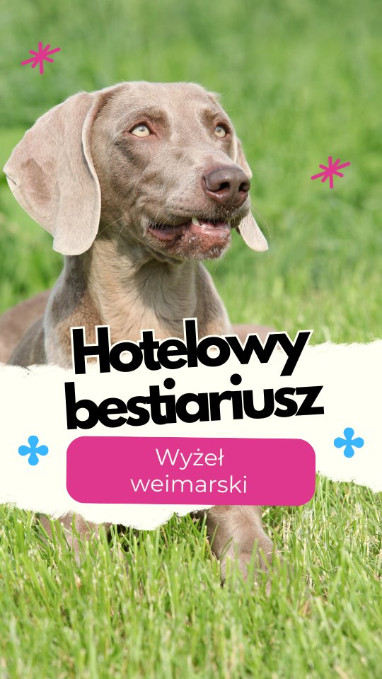Wyżeł weimarski – niezależny duch w srebrnej oprawie
Wygląda jak model z katalogu: szlachetna sylwetka, hipnotyzujące oczy, miękka, srebrzysta sierść. Ale za tą elegancją kryje się pies z charakterem, temperamentem i bardzo konkretnym zdaniem na każdy temat.
W naszym hotelu weimary to psy, które nie znoszą nudy i bezruchu. Potrzebują przestrzeni, ruchu, eksploracji. Nie są stworzone do stania przy nodze – są stworzone do pracy w polu. Do tego zostały zaprojektowane i tego najbardziej pragną.
Choć chętnie się uczą, nie są typem psa, który wykona coś tylko dlatego, że człowiek tak powiedział. Potrzebują sensu, przekonania, a najlepiej – perspektywy działania w terenie. Mają w sobie sporo niezależności, potrafią być uparte, głośne i intensywne w kontaktach.
Nie każdy weimar dogaduje się z innymi psami, a w relacjach potrafią być bezpośrednie i niedelikatne. To nie są psy dla każdego – wymagają świadomego prowadzenia, dużej dawki aktywności, jasnych zasad i szacunku do ich potrzeb.
I jedno trzeba powiedzieć wprost: to psy z bardzo silnym instynktem łowieckim. Drobne zwierzęta, ptaki, ruch w krzakach – wszystko to może obudzić w nich tryb polowania.
Macie weimara w domu? A może poznaliście kiedyś tę burzę emocji na czterech łapach? Dajcie znać w komentarzach – ciekawi jesteśmy Waszych historii!
#merdumerdu #wyżelweimarski #weimaraner #charakternypies #pieszinstynktem #piesniezalezny #aktywnypies #psywhotelu #hoteldlapsowwarszawa #hoteldlapsownowydwormazowiecki #pieskiecharaktery #hotelowybestiariusz