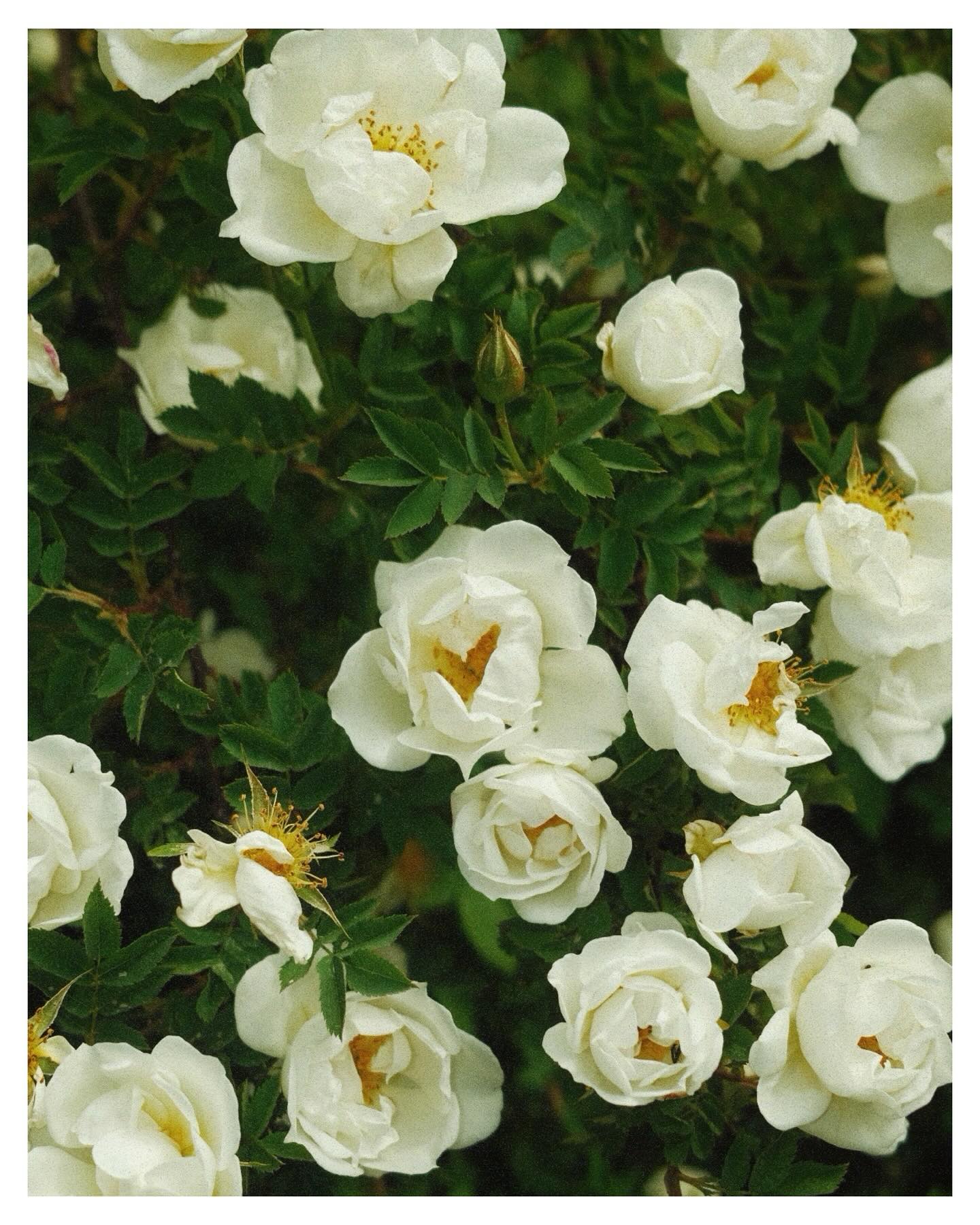 Sun juhannus voi näyttää just siltä kuin haluat! 🤌🏻
Juhannuksena ei tarvitse olla mitään suunnitelmia jos ei halua. Musta ainakin välillä tuntuu, että kaikki ympäröivä maailma saa silloin tällöin tuntemaan riittämättömyyttä kaikesta — jopa siitä, jos ei ole suunnitellut juhannukseen jotain huikeaa ohjelmaa tai näyttävää mansikkakakkua.
Mä päätin tänä vuonna, että en jaksa niin hirveästi miettiä millaista ruokaa syödään tai leivotaanko edes kakkua. Kävin ihan arkisesti vaan kaupassa perus ruokaostoksilla ja mun kauppareissu kesti vain hetken. Päätin ottaa vähän rennommin ja tuntuupa muuten hyvältä!
Juhannuksena on ihan ok syödä sitä samaa ruokaa kuin arkenakin, viettää viikonloppua vain kotona, nauttia vaikka kahvia omalla parvekkeella tai pihalla. Se on ihan riittävästi jos se tuntuu susta hyvältä just nyt.
Somea selatessa alkaa helposti vertailemaan omaa juhannustaan kaikkien muiden juhannusmeininkeihin ja huomaan itsekin miettiväni, että pitäisikö tässä nyt hypellä kukkaseppele päässä niityllä keräämässä kesäkukkia ja saada someen kuvat upeat kuvat siitä, jotta sitten olisi varmasti ollut mitä upein juhannus.
Älä anna ulkoisten odotusten tehdä sulle riittämätöntä oloa, ei kannata. Jos et jaksa suunnitella mitään huikeeta, valitse mieluummin just se tapa miten itse haluat sitä viettää. Pääasia on rentoutua ja nauttia kesästä.
Mun juhannus on näyttänyt mm. tältä. On ollut rentoa, kiireetöntä ja huoletontakin. Iloista juhannusviikonlopun jatkoa 🌼🍓🙏🏻
#keskikesä #juhannus