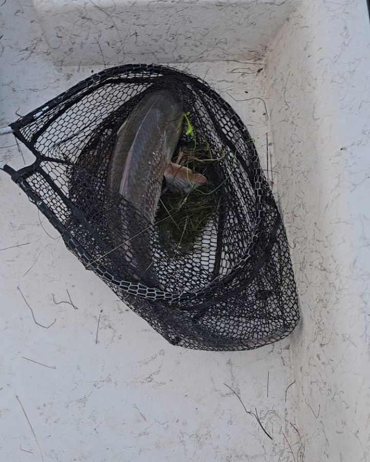 What had happened was... I was on my way out of the Arroyo Park after yesterday's morning trip and I got a call from my good ol' buddy, Coach Saenz. He said he was in Rio Hondo dropping off his boat w/ Salty Joe Sosa... He told me that he was with his Dad and that they were gonna fish from the Arroyo Bank... I was like, nah... Get on the boat, I'm taking you out 🎣 Bite action was still on, but we hooked up on a lot of undersized Reds than earlier today. Had a great time catching up with Coach Mike 🤙🏽 #fishon #triplejchartersllc