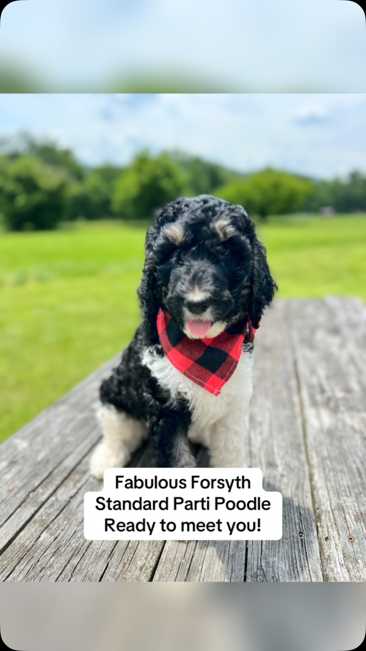 Forsth💙 AKC Standard Parti Poodle, 8 weeks