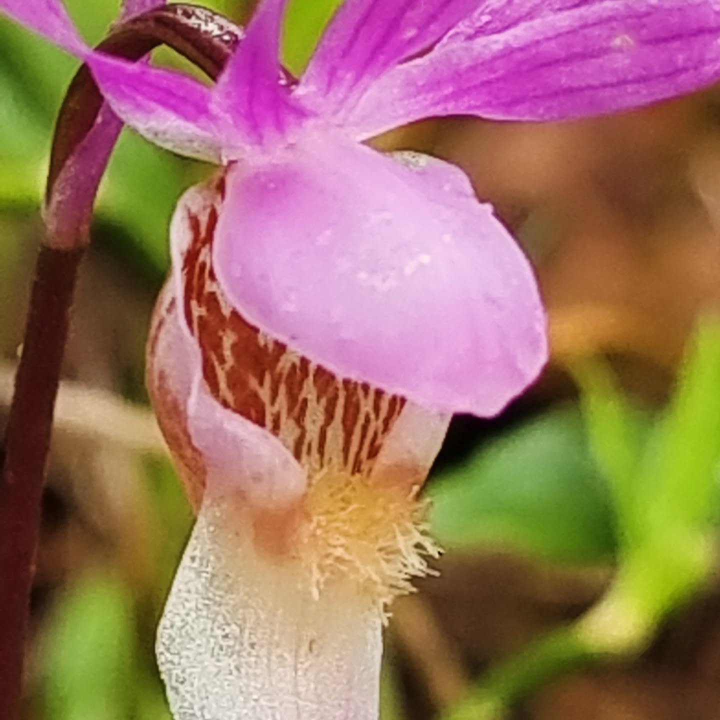 Orchid hunting season is on and Calypso bulbosa is in bloom!
Also known as the fairy slipper or neidonkenkä in Finnish, this rare and delicate orchid is lighting up the forest floor in Oulanka National Park right now. You’ll need sharp eyes and a soft step—these tiny wonders love shady spruce forests and mossy ground.
Nature’s finest treasures often hide in plain sight, so look down!
#OulankaNationalPark #CalypsoBulbosa #FairySlipperOrchid #Luonnonihmeitä #Kämmekkä #OrchidSeason #HiddenGems #NatureFinland #WildflowersofFinland
Neidonkenkä Calypso bulbosa kukkii!
Tämä herkkä ja harvinainen kämmekkä ilahduttaa kulkijaa Oulangan kansallispuiston polunvarsilla juuri nyt. Silmät tarkkana ja askeleet kevyinä – nämä pienet kaunottaret piilottelevat varjoisissa kuusikoissa.
#OulanganKansallispuisto #CalypsoBulbosa #Neidonkenkä #Luonnonihmeitä #Kämmekkä #SuomenLuonto