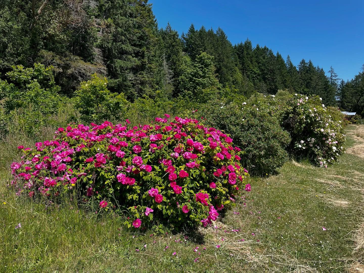 ...love my old garden roses💕