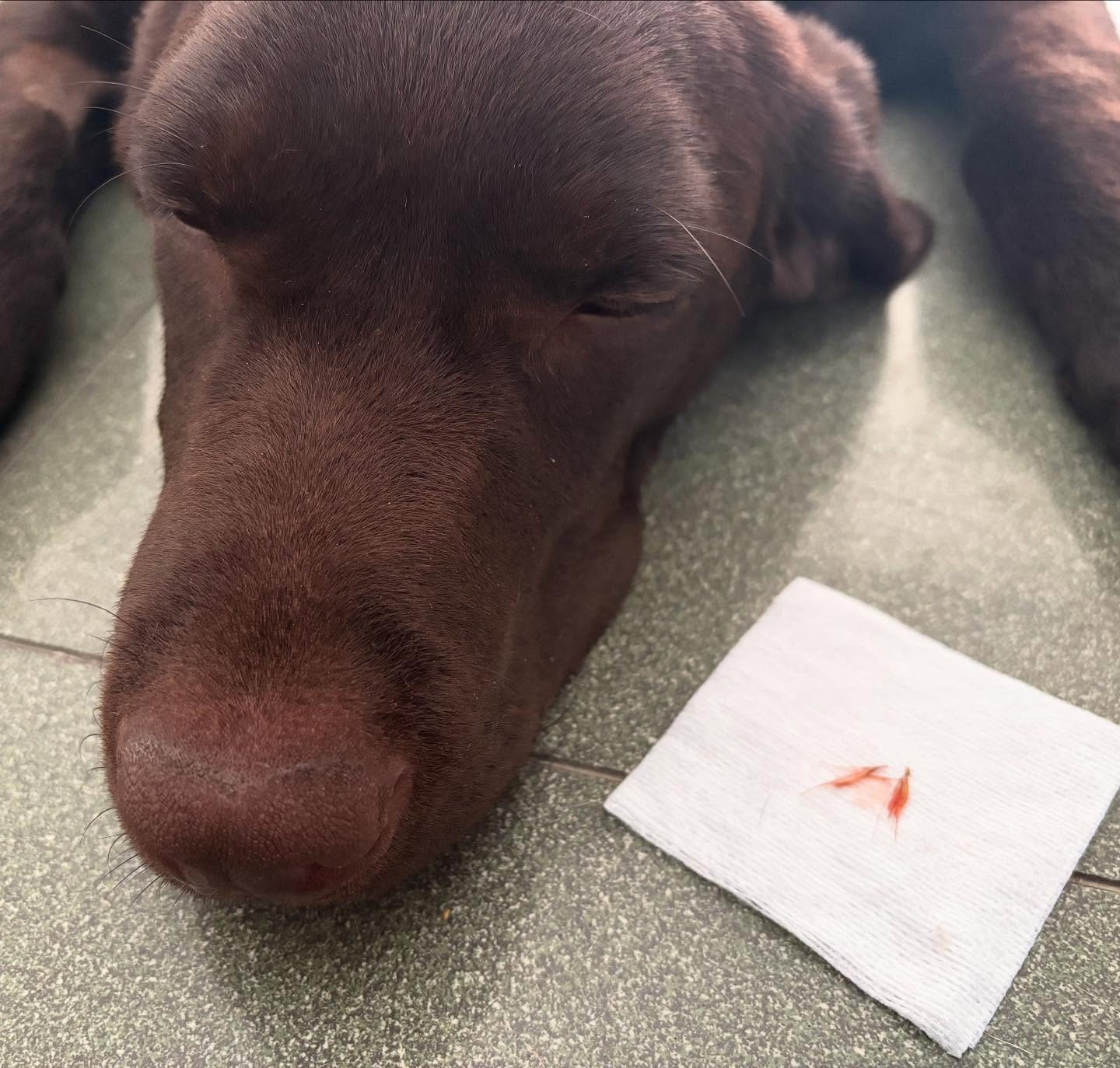 🐾🌾 ATENCIÓ A LES ESPIGUES! 🌾🐶
Amb l’arribada de la calor i els passetjos per el camp, cal estar molt alerta amb les espigues! Aquestes xicotetes parts de les plantes poden pareixer inofensives, però per als nostres gossos poden ser molt perilloses. 😰
🔍 Per què?
Les espigues tenen una forma en punxa que pot clavar-se fàcilment a:
➡️ Orelles
➡️ Nas
➡️ Ulls
➡️ Entre els dits de les potes
➡️ I fins i tot poden arribar a migrar per dins del cos 😱
🚨 Símptomes d’alerta:
🐶 Es sacseja el cap constantment
🐶 Esternuts repetits
🐶 Coixeja després d’un passeig
🐶 Llàgrimes o inflamació als ulls
🐶 Bultos o ferides estranyes
✅ Consells per prevenir:
✔️ Evita zones amb molta vegetació seca
✔️ Revisa bé el teu gos després de cada passeig
✔️ Pentina’l si té el pèl llarg
✔️ Consulta el/la veterinari/a si detectes alguna anomalia