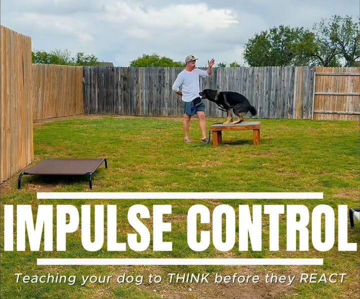 ✅Impulse control isn’t just about saying ‘wait’—it’s about teaching stability in the face of instinct. Drills like these simulate real-world distractions that tap directly into a dog’s prey drive. Without a solid foundation in obedience and trust, this kind of work falls apart. Build stability first, then layer in challenge. That’s how true control is shaped.
🌐www.xcaliberk9.com
📞(210) 786-9252
#ImpulseControl #DogTraining #PreyDrive #ObedienceFirst #StableDog #TrainingFoundations”