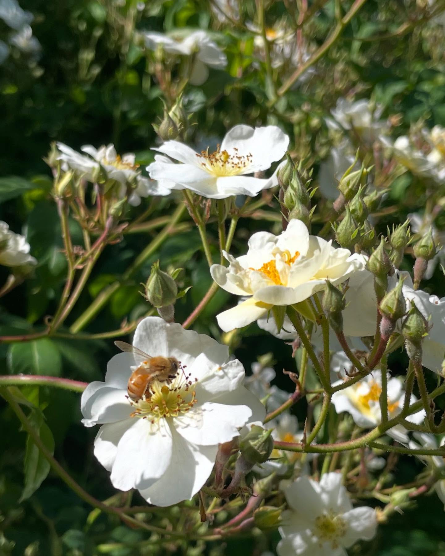 Blooms in a sunny corner of the garden - Rosa Seagull, Rosa Albertine, Martagon Lily Fairy Morning blooming...