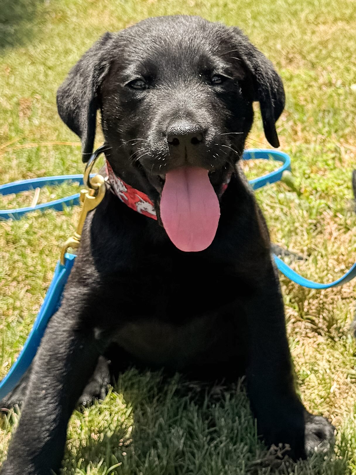 Welcome Good Dog! Lua, short for Kapalua ☀️🌴 Special thanks to @guidedogsofamerica and to the Meurer Family for her naming sponsorship!! And shout out to Ashley @gooddogpuppyraisers for helping transport! #ittakesavillage #autismservicedog #servicedogintraining