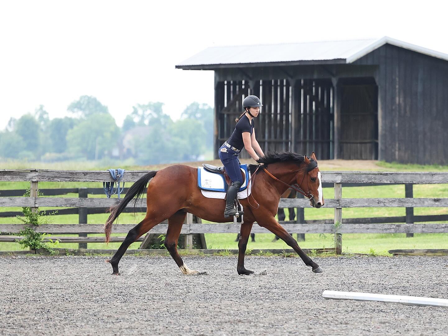 Learning together...
@gretacolleyy (riding sophmore at the @universityofky ) and Music Theory (2yo Code of Honor - Banjo Lesson colt...known as "Doug"
😂) learning to gallop together under the expert tutelage of veteran rider @felipejacobo2 .
Doug heads to the track in a few weeks to join the @annameahracing roster. 💕
.
.
.
@uk_horseracingclub @ukequineprograms #brownsteadbred #brownsteadstarted #thoroughbred #futureracehorse @lanes_endfarm