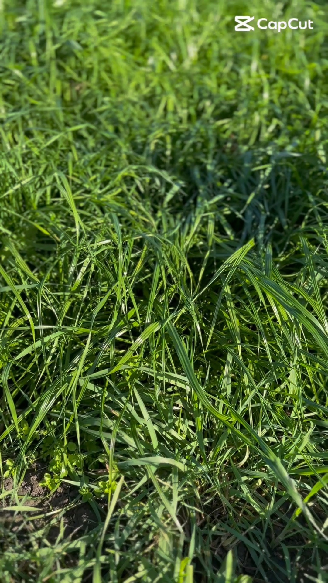Providing optimal feed is essential for the cattle and sheep that enter our facility. To boost the younger stock that are coming on we planted an oat/grass mix this season.
Massive thank you to
Cresslands Contracting Ltd
Gilchrist Brothers Ltd
Simon from Frame Grain & Seeds for his time and knowledge