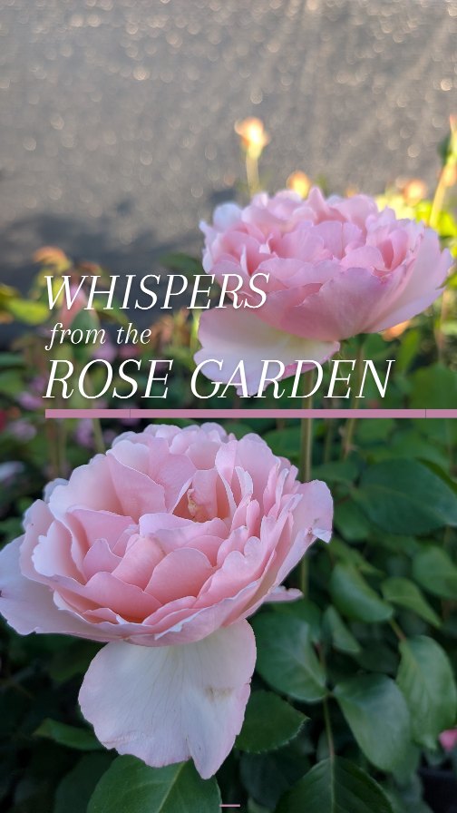 They’ve arrived in a flurry of petals and perfume—climbing charmers, blushing teas, and ruffled rebels in every shade of sigh-worthy.
Some are sweethearts, some are showoffs, all are looking for a garden to call home.
Wander through the blooms, follow your nose, and let one choose you.
Now blooming at Summit Sprouts.