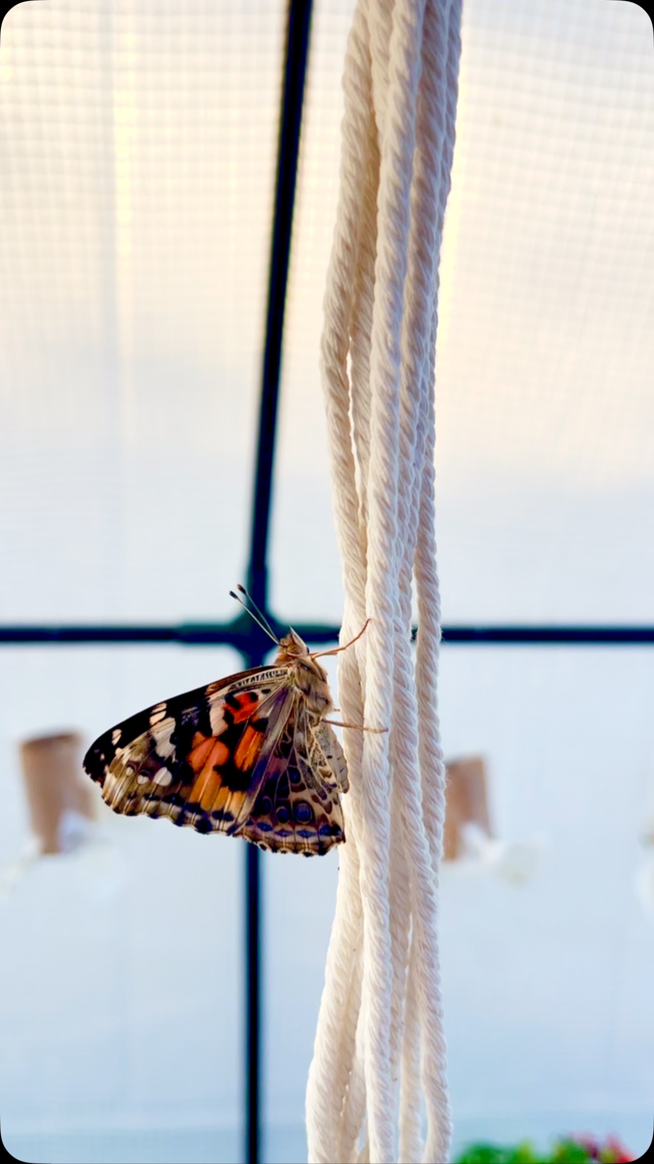 🦋 A peaceful moment on the rope — one Painted Lady butterfly rests solo, while two others begin the magical dance of life on the other side. Did you know Painted Lady butterflies can mate just hours after emerging? Nature is incredible! 💫🌿
#blackborg #butterflysanctuary #pollinatorgarden #butterflylifecycle #paintedladybutterfly #butterflykits #naturelovers #butterflyrelease #handsonlearning #butterflyfacts #ButterflyMagic #PaintedLady # #ButterflyLove #PollinatorPower #ButterflySanctuary