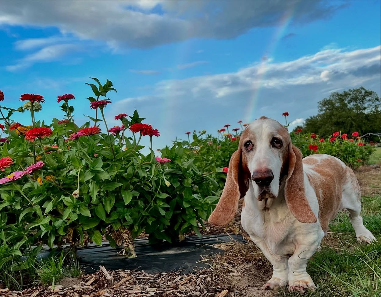 🌧️ FARM CLOSED FRI 6/13 & SAT 6/14 🌧️
Hi Farm Fam,
We’re so sorry if you made weekend plans to visit — things have shifted quickly since our Wednesday email. Mother Nature dropped a LOT of rain, and we’ve had the mower stuck more times than we’d like to admit.
Even harder to share — we’re saying goodbye to our 14-year-old basset hound, Trooper, this Saturday. He’s been part of our farm family for so long. If you’ve got a furry friend, give them an extra hug from us. ❤️
We are planning to be OPEN Sunday 6/15 from 7:30AM–1PM
👉 BRING RAIN BOOTS
👉 Watch our page for updates — weather can still change plans!
🎟 Entry Fee: $3 per person (includes a bucket!)
👶 Kids under 3 enter free
U-Pick Pricing:
• Blackberries: $6.50/lb
• Veggies: $3.00/lb
• Flowers: $5/cup
• Sunflowers & Flowers: $10/bucket
🍅🌶️🍆🫑Veggies Available This Week:
Cherry Tomatoes, Big Tomatoes (Red & Green), San Marzanos, Yellow Squash, Zucchini, Jalapeños, Banana Peppers, Serranos, Poblanos, Eggplant
🌿 Come early for the best selection!
🚫 Weather closures or if we get picked out — we’ll post updates right away here.
Thanks for your understanding and love —
See y’all Sunday at the farm!