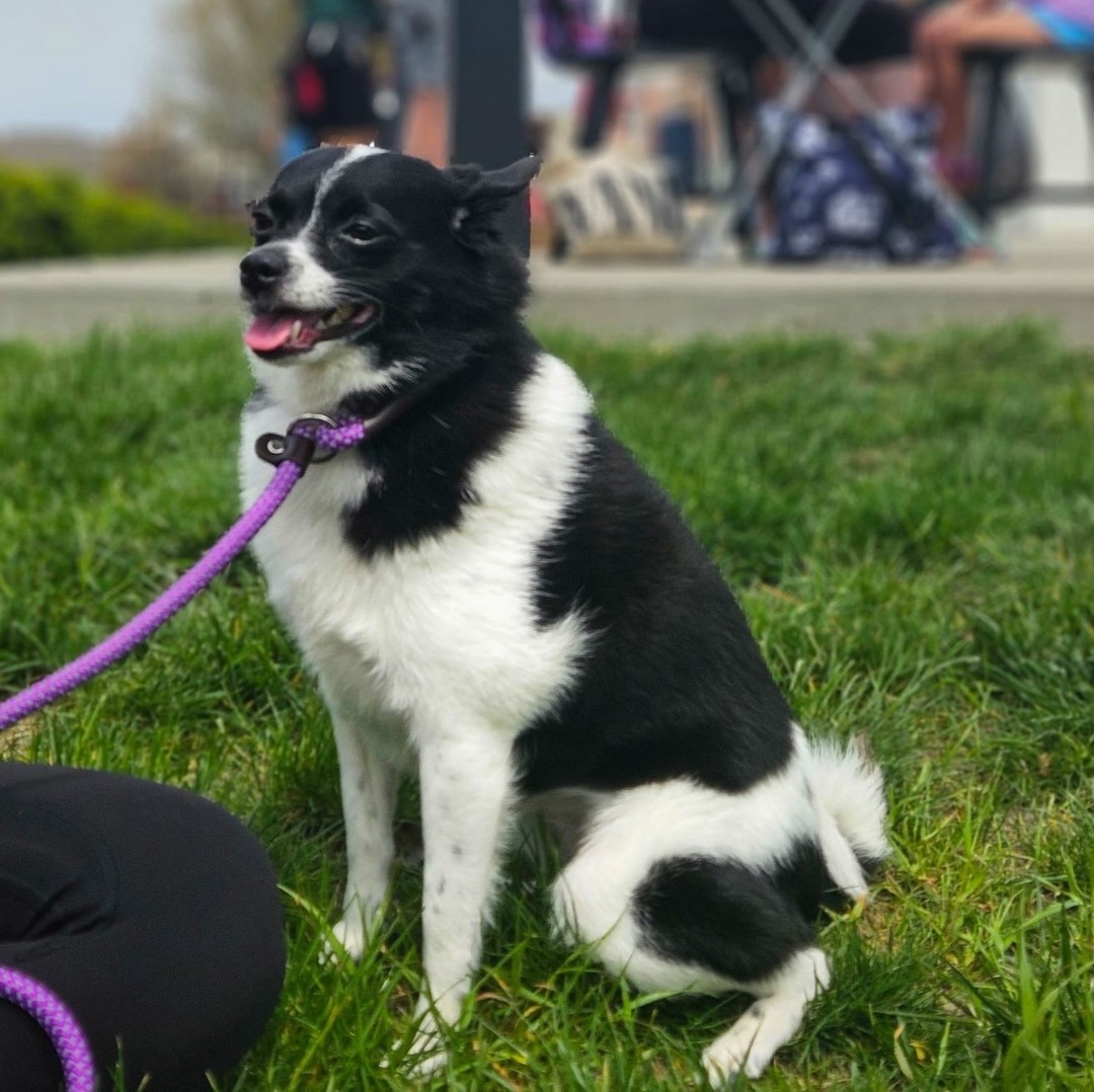 Longer days mean more time to get outside, explore new places, and build stronger habits with your pup. Whether you’ve got a brand-new puppy or a dog that just needs a little tune-up, summer is the perfect time to invest in training.
🏡 Private lessons for real-life skills, right in your home.
🎓 Board & Train for puppies under 6 months to start them off strong.
Let’s make this your dog’s best summer yet. 📩 DM to book your spot.
#FirstDayOfSummer #DogTraining #BoardAndTrain #PrivateLessons #TrainSmartPlayHard