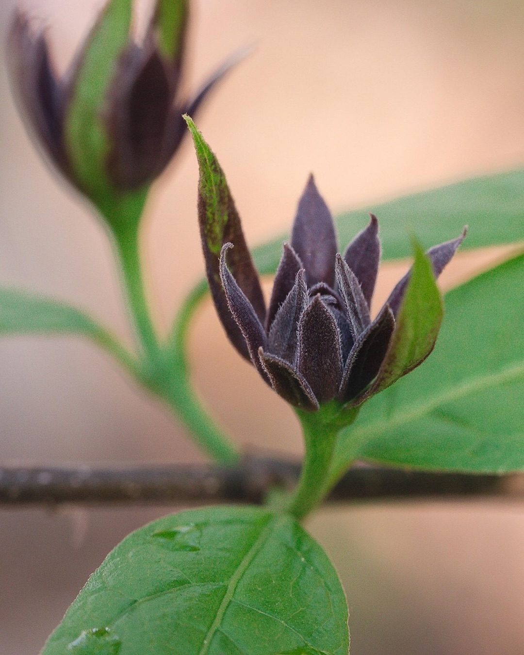 It’s Nature Photography Day and even though my lens is pointed at brides, houseplants, small business owners and non-profit leaders, I do love heading out into nature and capturing non-human beauty.
Taking walks with my point and shoot and snapping flowers and insects is what got me started with photography. Fun fact, I wanted to be in the medical field when I was in high school...photography wasn’t even a thought.
Since it’s also Father’s Day, grab your dad and your cell phone and take a walk. You may be surprised at how relaxed you are when you’re creating something beautiful instead of scrolling.
#NaturePhotographyDay #NaturePhotographer #EverydayBeauty #ThroughMyLens #PhotographTheWorld #BeautyInTheDetails #ChasingLight #StartedWithNature #WhereItAllBegan #CreativeEvolution #PhotographyJourney