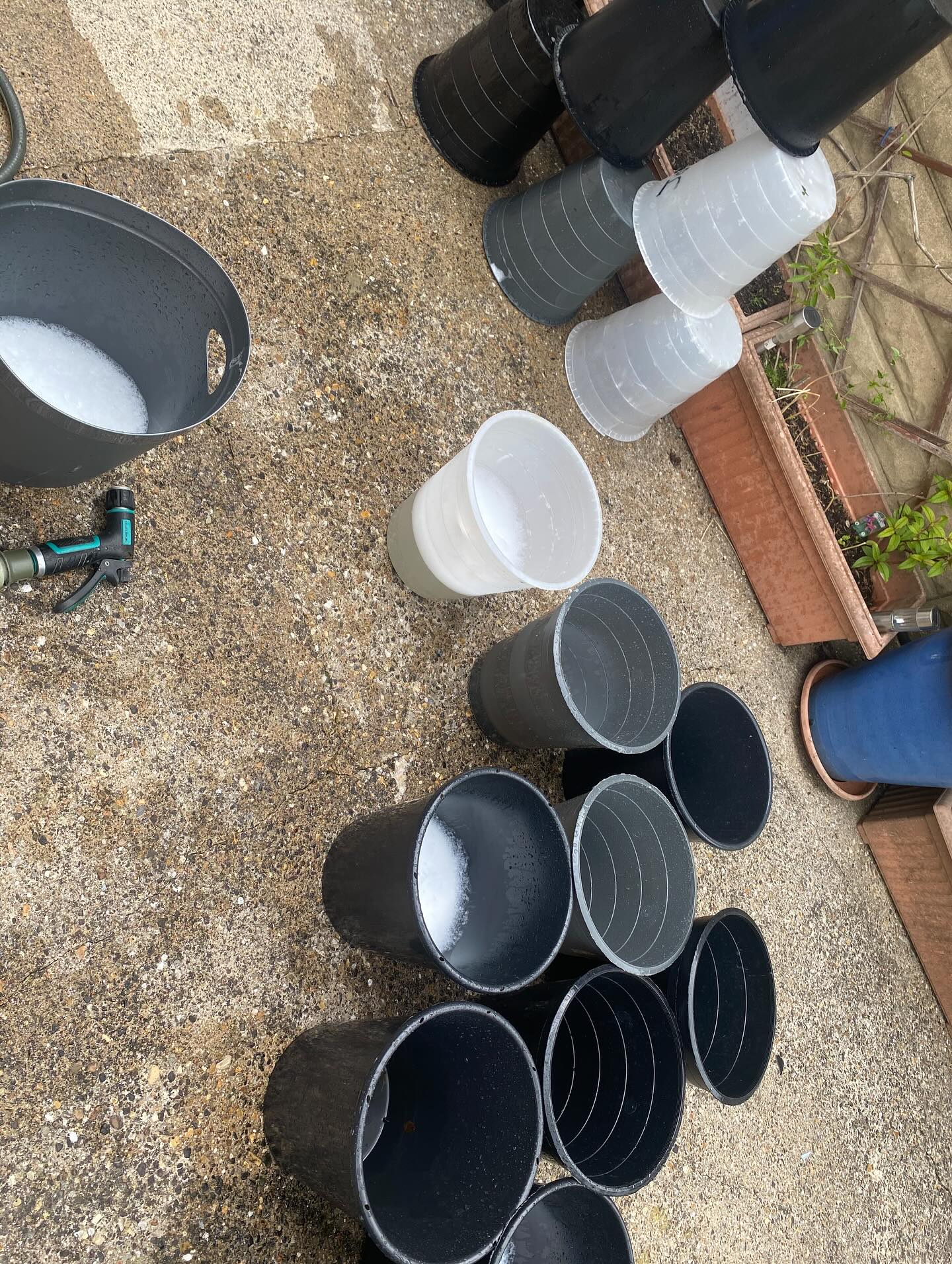 Today has been a bucket cleaning kind of day. It is important to clean them to ensure that bacteria doesn’t spread to your new flowers. So cleaning between uses with a little bleach stops this…
#florist #flowers