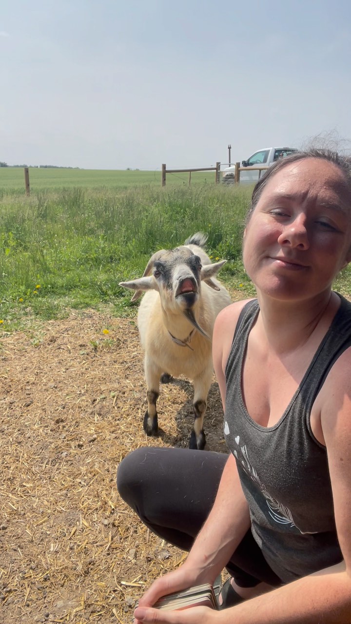 Faces and oracle cards with the Odster 😆
True that knowledge into action, into experience, into wisdom.
#cardoftheday #goatsofinstagram #embodiedwisdom #farmgirl #farmlife #dayinthelife