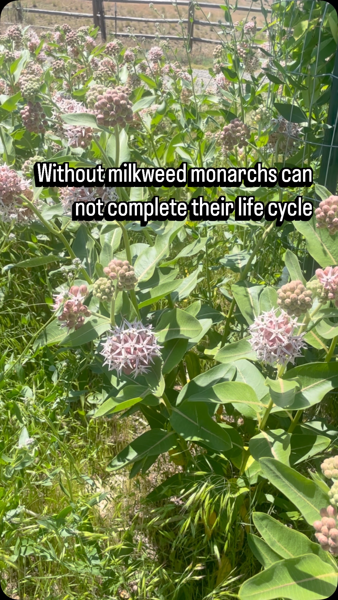 Exploring #codywyoming and spotting #pollinators 🐝 #monarch