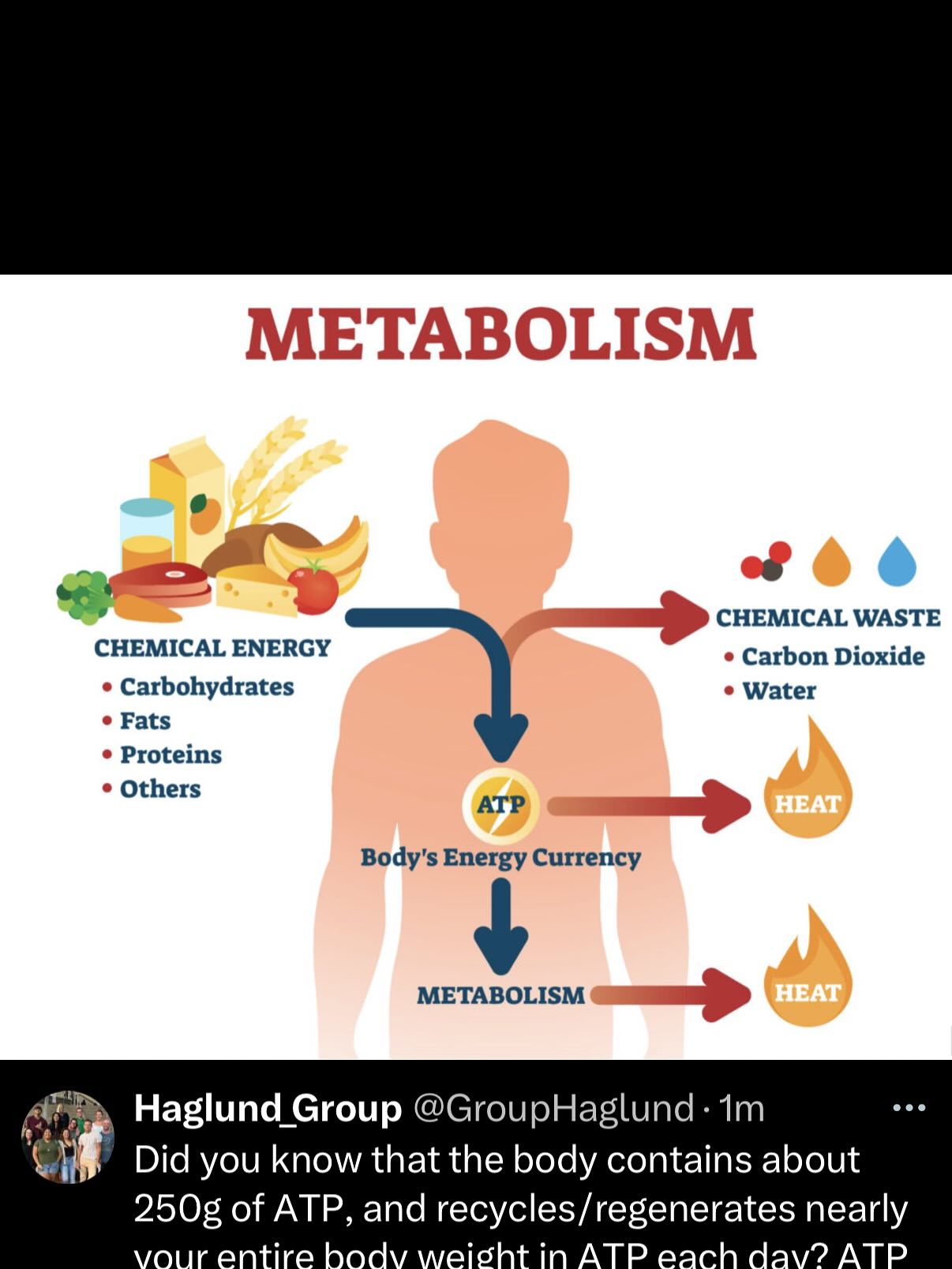 Did you know that while the human body contains only about 250 grams of ATP at any given time, it recycles and regenerates nearly your entire body weight in ATP each day? This incredible molecule—adenosine triphosphate—acts like a rechargeable battery, storing energy in its phosphate bonds and releasing it to fuel everything from muscle contractions to nerve impulses and cell metabolism. That’s some serious energy efficiency!
Reference: https://www.news-medical.net/health/Science-of-Metabolism.aspx
#atp #metabolism #funfacts #funfactfriday #funfact #scientificfacts #hawaii #universityofhawaiiatmanoa #uhm #universityofhawaiia #uh #science #DNA #chromosomes #researchgroup #haglundgroup #drhaglund