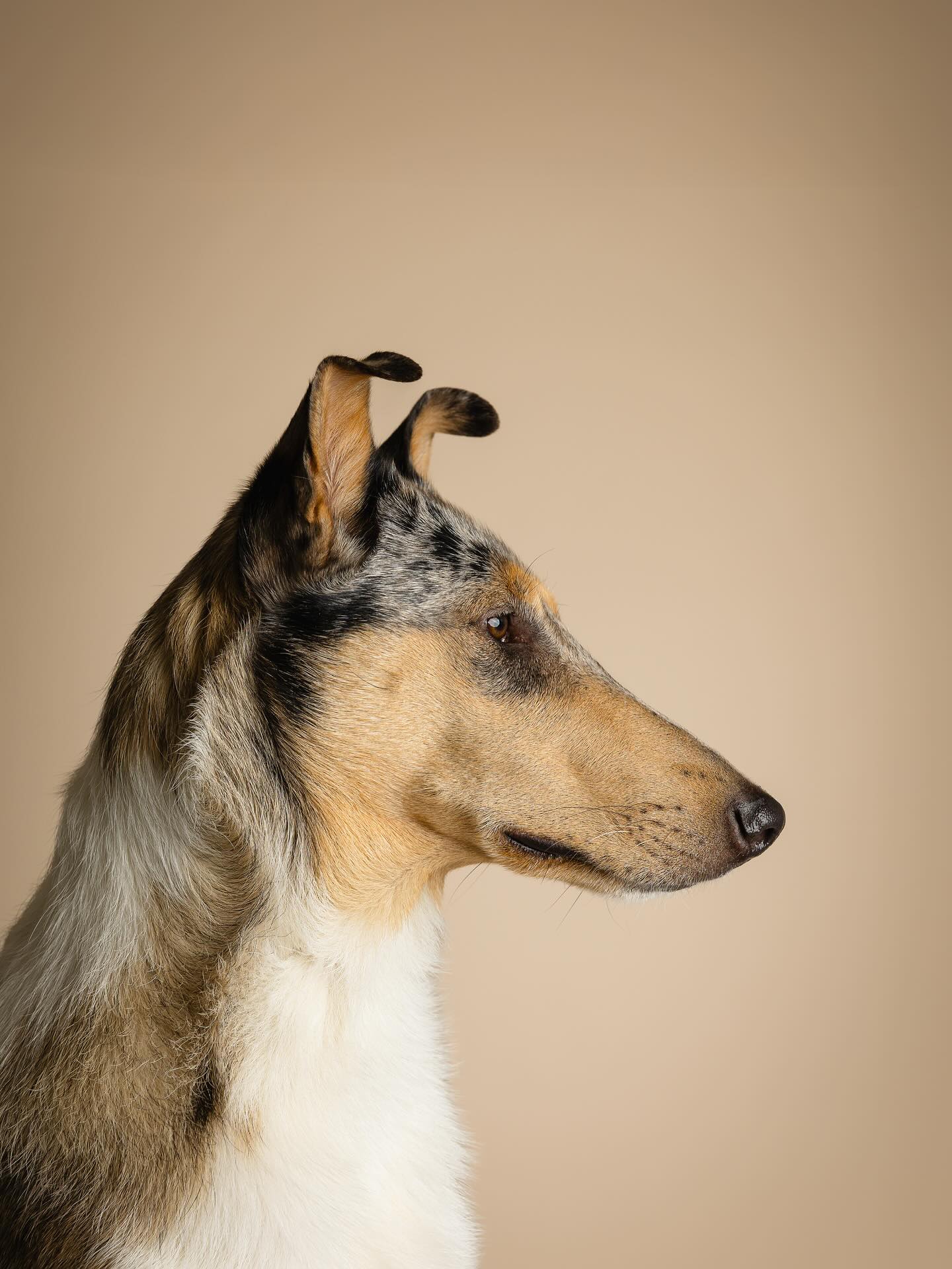 Beige is toegevoegd aan de achtergrondkleuren 🫶🏻
Maar wat ben ik blij met deze foto. De verschillende vachtkleuren de spitse snuit, het kleine stukje licht dat op het neusje van Flynn valt. Het zit hem echt in de details 👀
#dogphotography #honden #hondenfotografie #huisdier #studioshoot #fotostudio #canon #sigma #nijmegen #fotoshoot