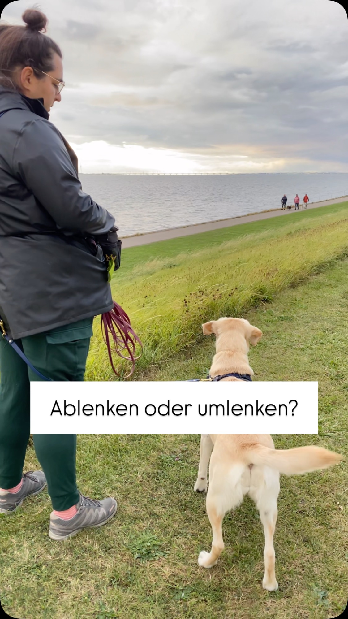 Und der wichtigste Punkt:
❗️Beim Ablenken tritt kein Lerneffekt ein❗️
Weil der Hund durch die Ablenkung den Reiz gar nicht wahrnimmt, tritt also auch kein Lerneffekt ein. Dennoch kann Ablenkung ein gutes Werkzeug in Situationen sein, die noch zu schwierig für deinen Hund sind.
➡️Umlenken ermöglicht weiter zu beobachten und erwünschtes Verhalten zu zeigen. ✅
#hundetraining #hundeglück #hundeammeer #hundeleben #hundemachenglücklich #hundewissen