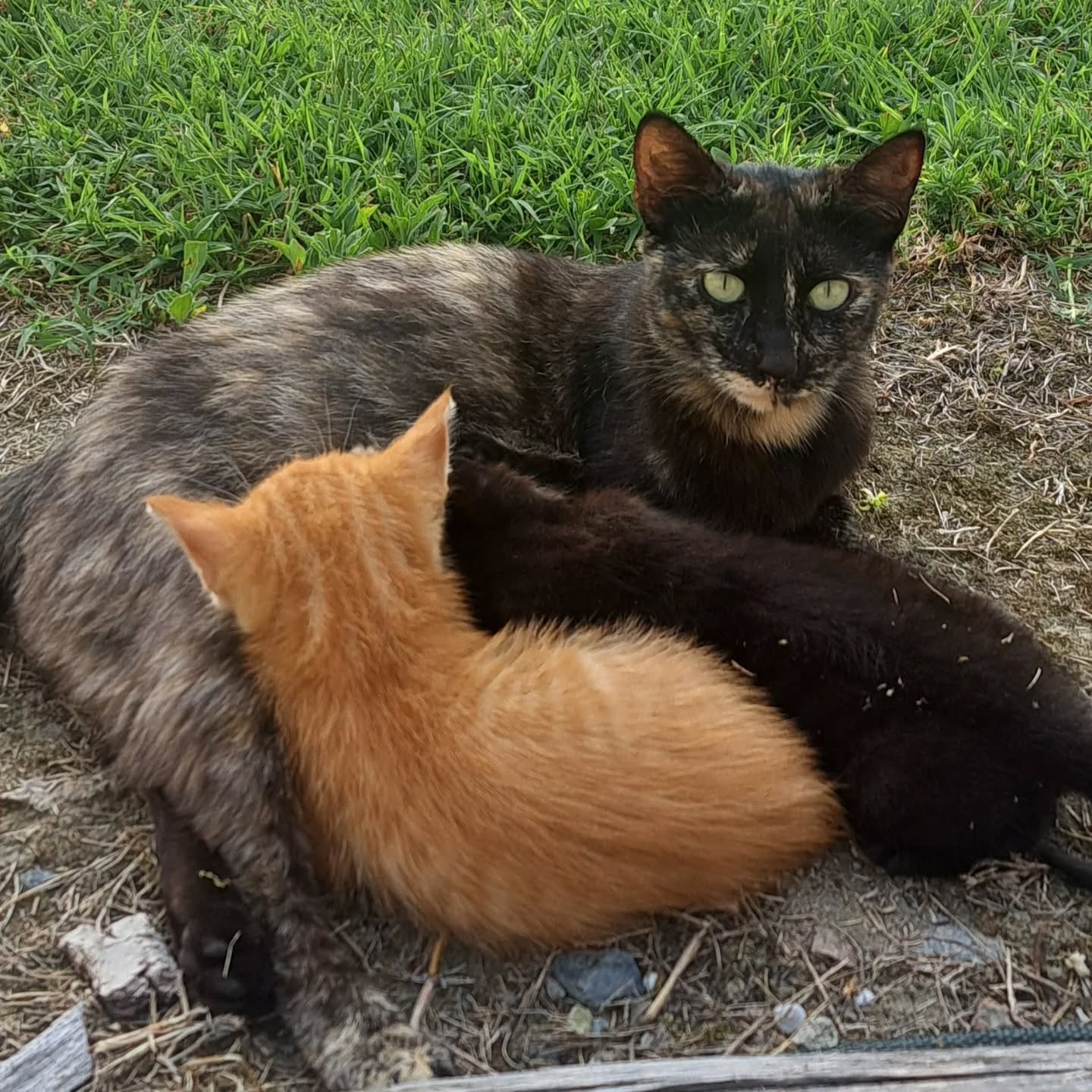 Born at Villa Rocco, Mummy Suzy with her babies Eric and Lulu.
#kittensofinstagram
#kittens
#catsofinstagram