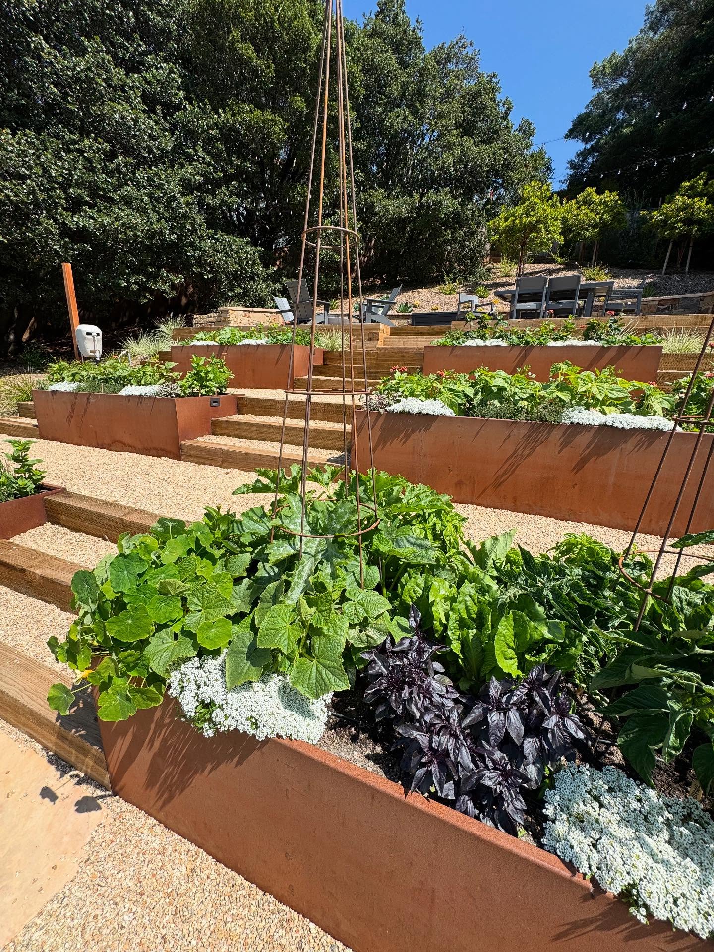 We planted this stunning hillside garden just four weeks ago and today we got to see the incredible progress!
The six-bed, terraced garden is teeming with life, featuring a diverse array of herbs, veggies, fruits, and flowers.
We've been supporting the homeowners with regular guidance on garden maintenance, and it's wonderful to see them enjoying their harvests.
We're proud to be contributing to Marin County's thriving community of gardeners growing their own food!
#yardtotablemarin #growyourfood #organicgardening #tiburoncalifornia #terracedgarden #marincounty