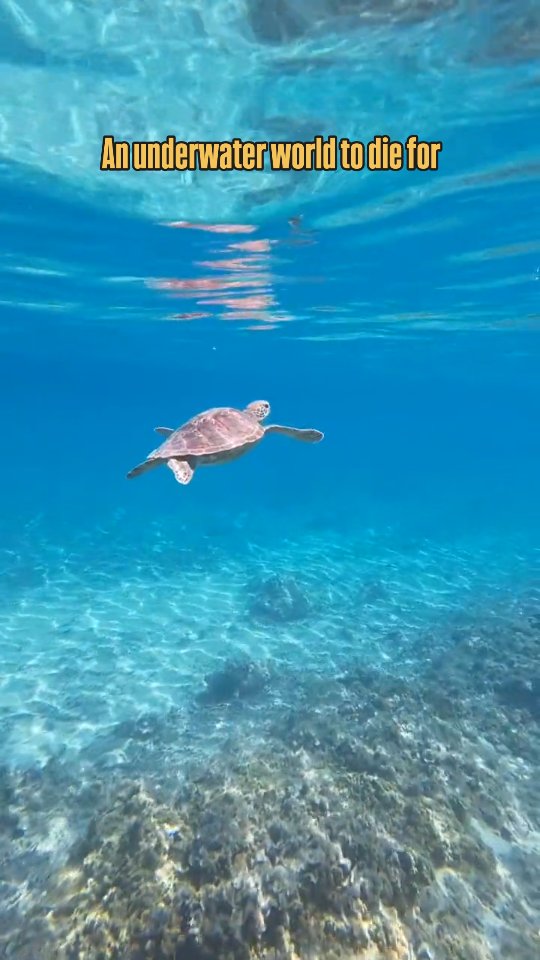 🏝️ 𝗧𝗢𝗞𝗔𝗦𝗛𝗜𝗞𝗜 𝗜𝗦𝗟𝗔𝗡𝗗 – 𝗔 𝗥𝗘𝗔𝗟 𝗛𝗶𝗱𝗱𝗲𝗻 𝗚𝗲𝗺
Let’s be honest — we creators love calling places hidden gems (even when they’re all over TikTok 🙃)
But Tokashiki Island? This one actually is.
📍How to Get There:
From Naha’s Tomari Port, you’ve got two ferry options:
⏱️ The Marine Liner (fast ferry) gets you there in 35 minutes
⛴️ The Ferry Tokashiki (regular ferry) takes around 70 minutes, but it's cheaper.
🏖️ First up: Aharen Beach – insanely clear water, vibrant fish, and snorkeling that feels like swimming through an aquarium
🐢 Then there’s Tokashiku Beach – quieter, calm vibes, and if you're lucky... sea turtles just casually cruising by
🌊🪸 Coral reefs here are some of the most vivid I’ve seen in Japan – colourful, healthy, and buzzing with marine life.
🍴 And yes, you’ll eat well: Aharen Beach has plenty of local cafés and food spots — from Okinawan soba to tropical ice cream.
📸 This island’s the real deal.
Tag your beach buddy who needs a beach escape like this 👇.
👉🏻Detailed guide coming up on the website.
#tokashikiisland #okinawa #hiddengems #fypシ゚シ゚ #snorkeling #tropicalvibe #islandgetaway #islandlife🌴 #japantraveltips #japan_of_insta #sunwingcreators