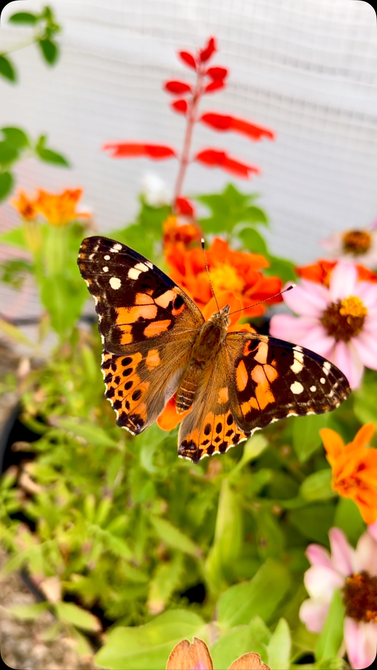 Painted Lady butterflies use their long proboscis like a straw to sip nectar from flowers — fueling their flight and pollination mission. 🌼🦋 Every bloom they visit helps keep nature in balance.
#PollinatorsAtWork #ButterflyFacts #Blackborg #PaintedLadyButterfly #NatureEducation #butterflysanctuary #pollinatorgarden #butterflylifecycle #paintedladybutterfly #butterflykits #naturelovers #butterflyrelease #handsonlearning #butterflyfacts