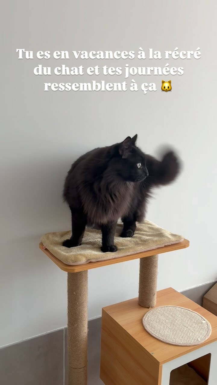 Les journées de Chocolat à l’hôtel la récré du chat 🐈
#larecreduchat #petsitter #chat #aixenprovence #hotelpourchats #pensionpourchats #hotelpourchat #passionchat #aixmaville #letholonet