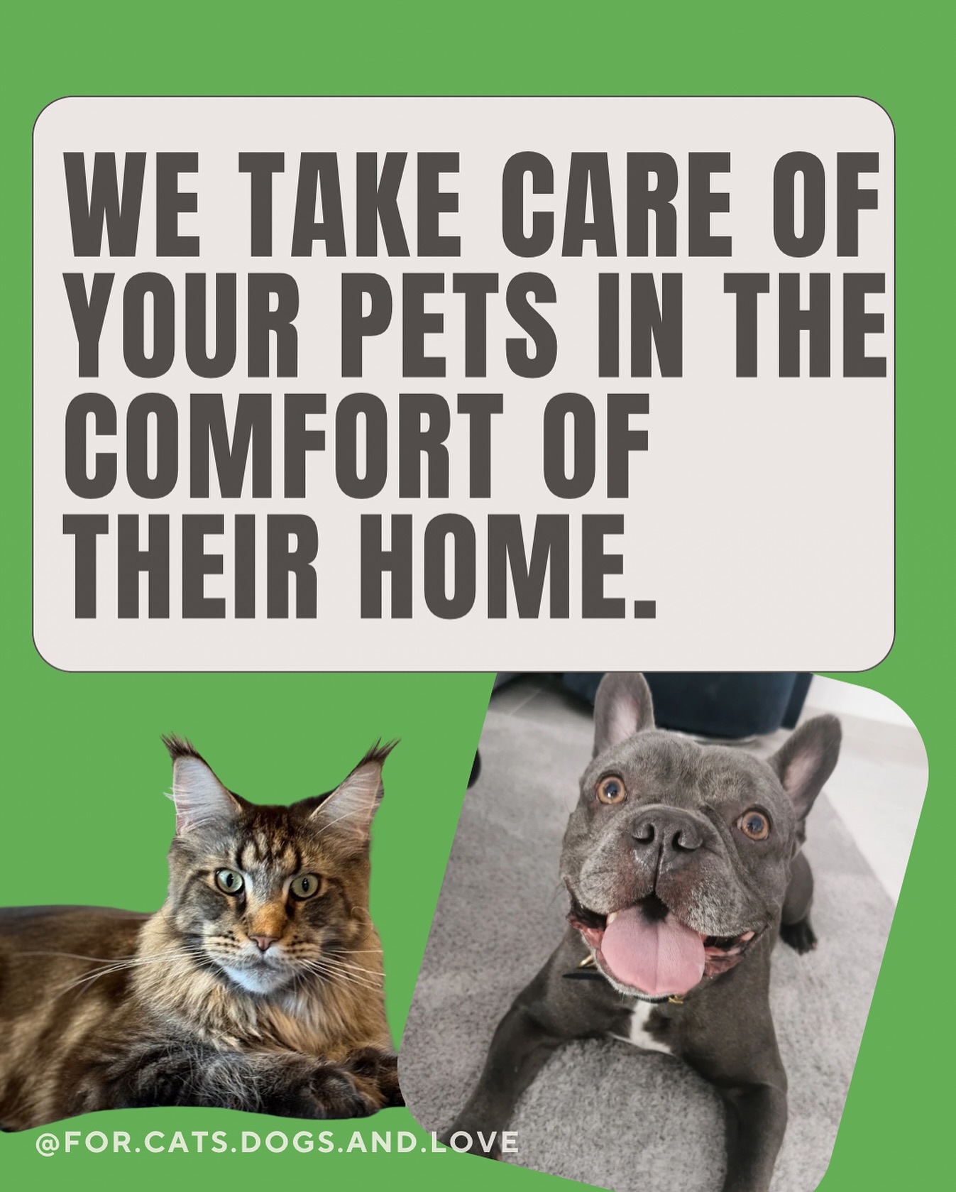 When you book a pet sitting service with us, we make sure your four legged BFF is happy and comfortable - everything while enjoying being at home. Contact us to find out more or visit our website - the link is in our bio! 🌿