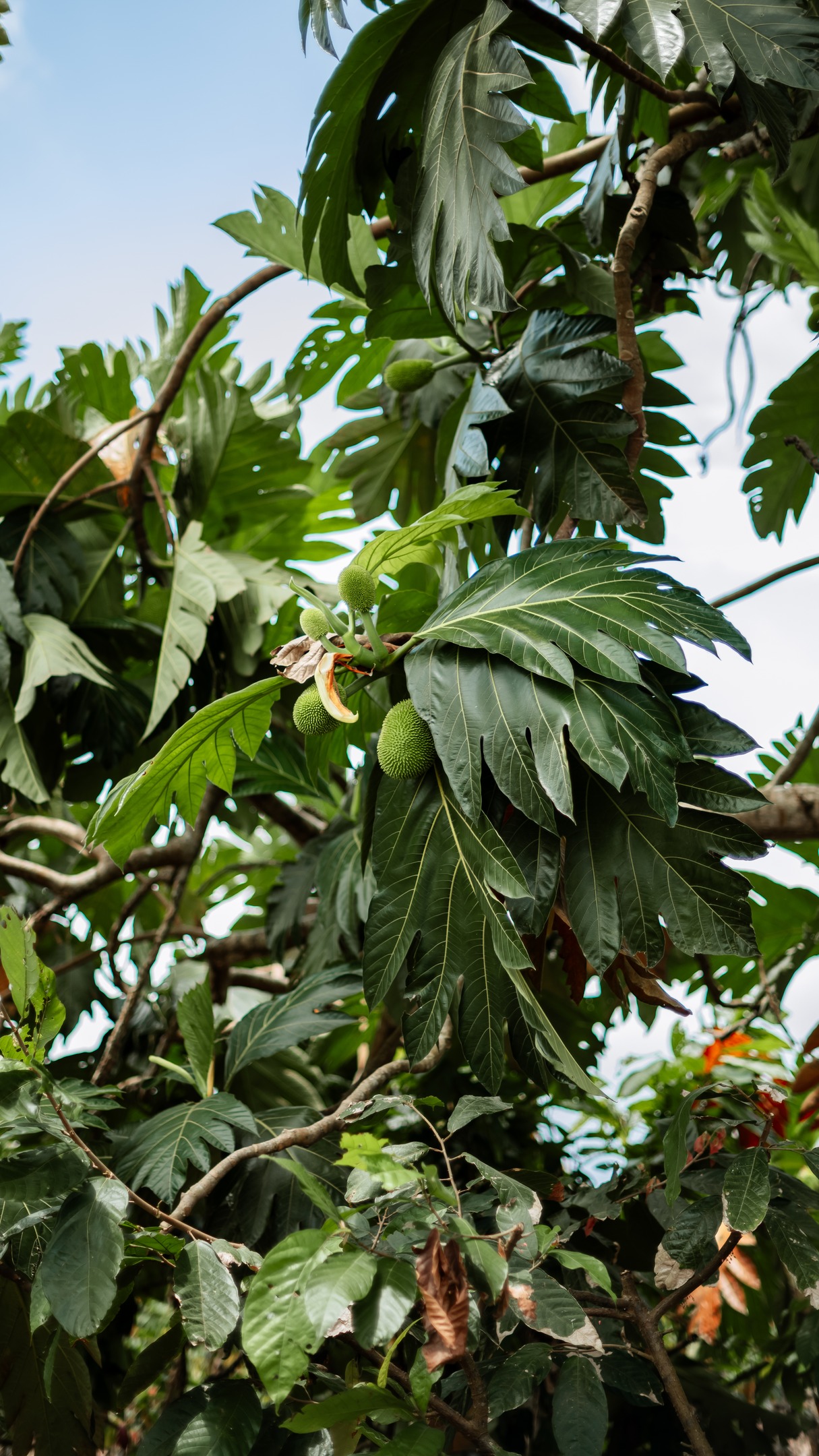 Decades rooted in the land. π
At Hacienda SofΓa, nature doesnβt just grow it remembers.
The orange and grapefruit trees have weathered time, and now offer us their fruit, their stories, their legacy. π³π
#cacaotrees #PaloSantoCacao #EcuadorianCacao #cacaobeans
