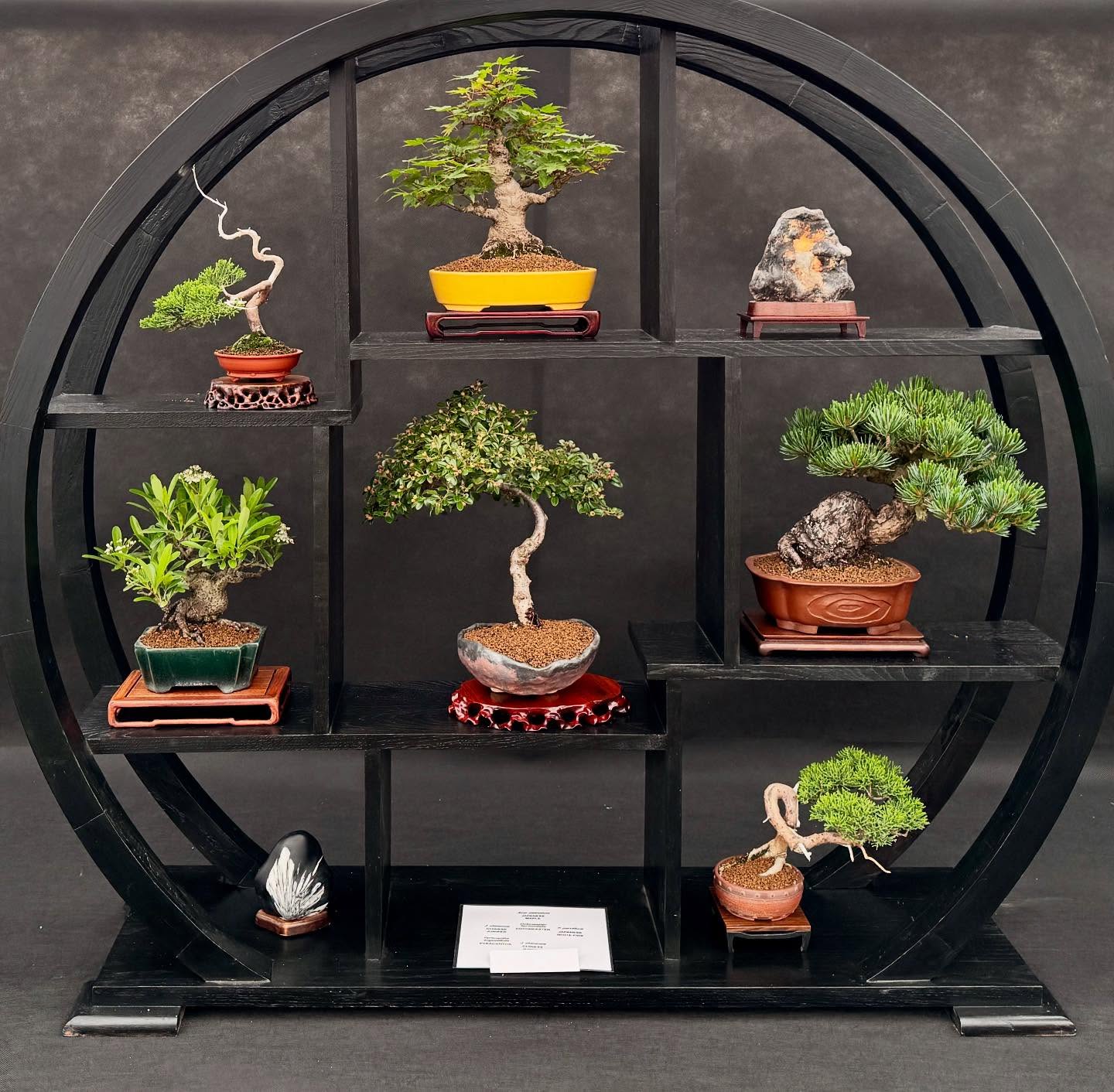 Last day to come and see our display at @bbcgwlive #shohin #bonsai #gardening #flowers