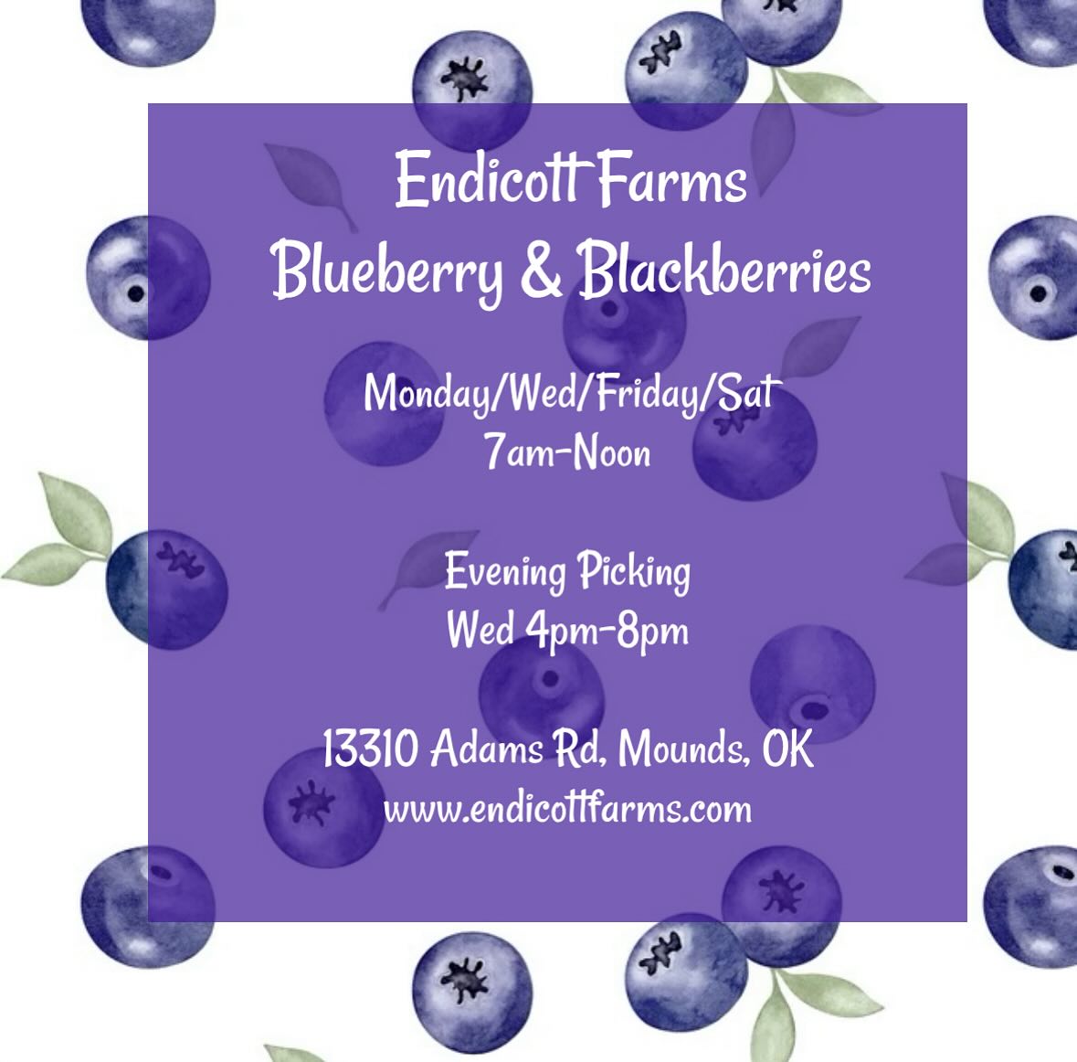 Come see us this week! LOTS of blueberries and more and more blackberries ripening daily!
* Note (Monday pickers) Fields have gotten wet with recent rain, wear your “farm” shoes.