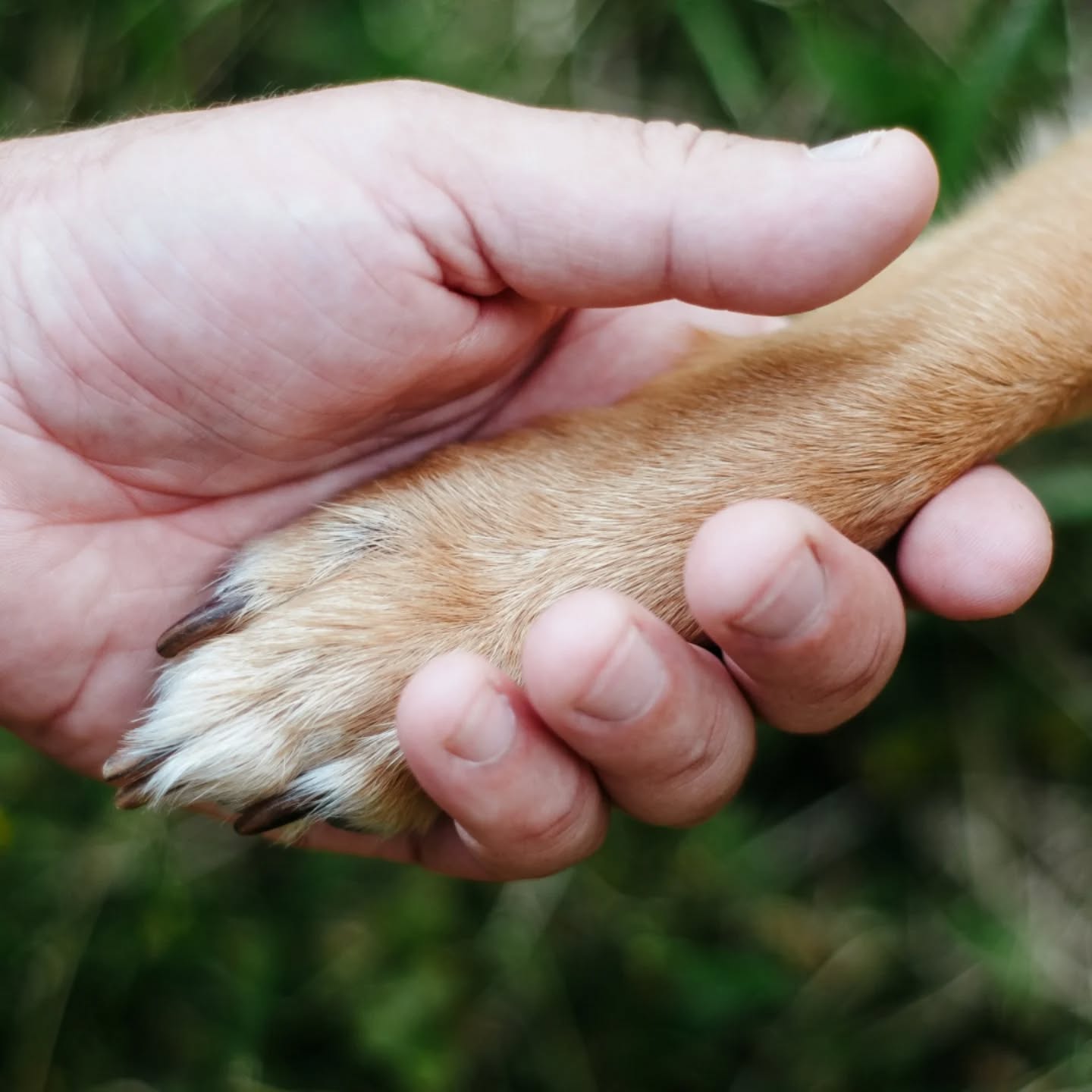 To the ones who never say no to a muddy walk, carry the treats (and the poo bags), and are always up for a cuddle on the sofa 🐾
Happy Father’s Day to all the dog dads out there!
#BestinFieldEwen #fathersday #dogs #dogfield