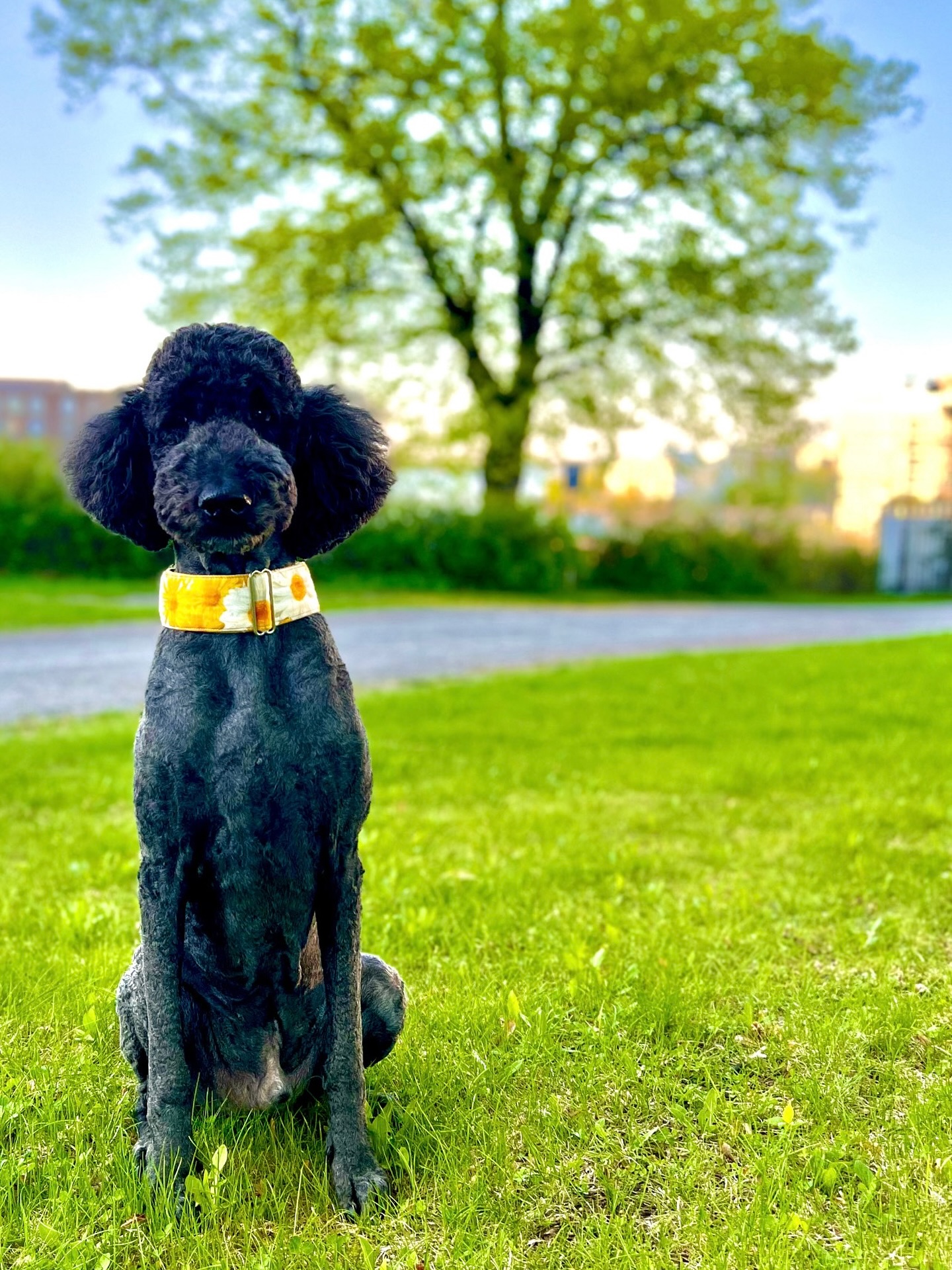 🍃🌼 Juhannusviikon aukiolot Lillvet klinikoilla 🌼🍃
TAMPERE
To 19.06. 08:00-20:00
Pe 20.06. Suljettu!
La 21.06. Suljettu!
KANGASALA
To 19.06. 08:00-16:00
Pe 20.06. Suljettu!
La 21.06. Suljettu!
SEINÄJOKI
Suljettu remontin vuoksi 19.06.-22.07.!
Rauhallista juhannusta kaikille asiakkaillemme! ☀️