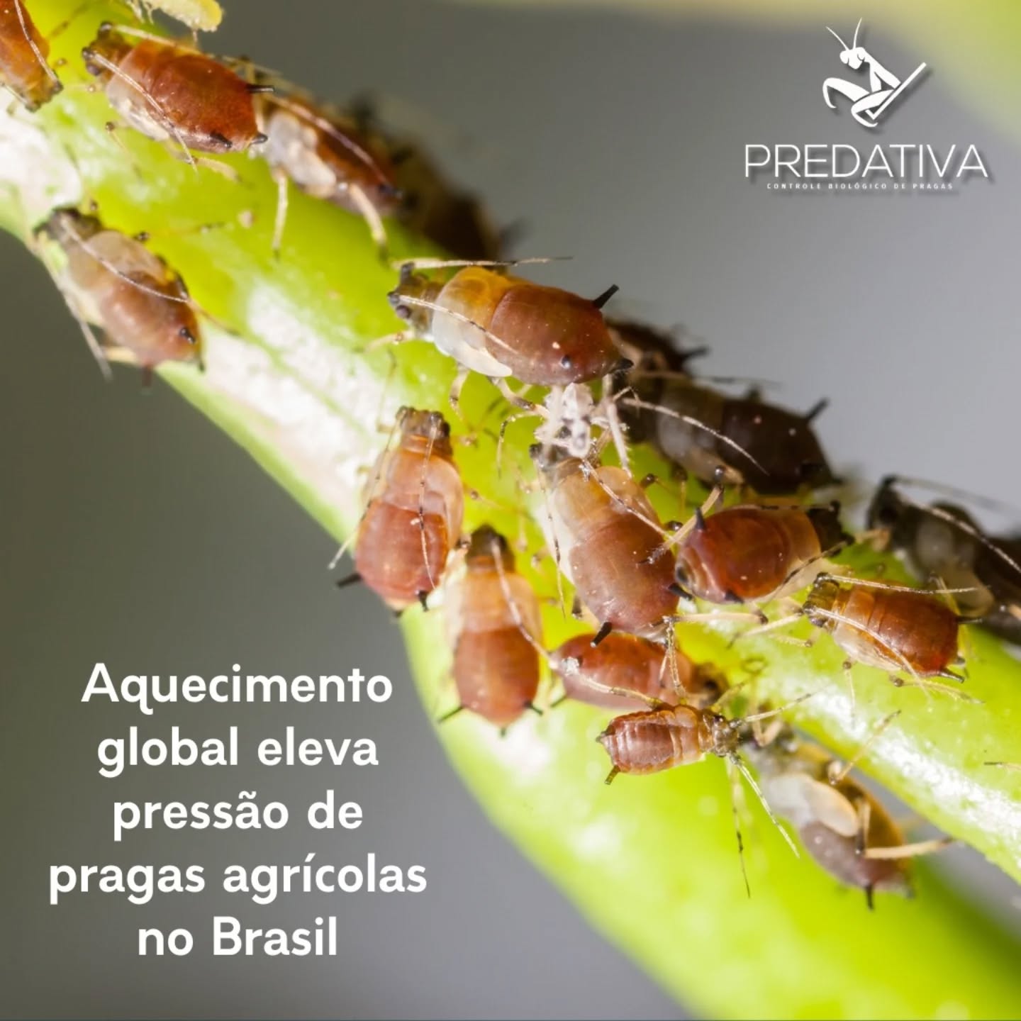 O estudo evidencia cada vez mais a importância dos produtos biológicos no enfrentamento desses desafios, que irão exigir esforço coordenado entre agricultores, cientistas e governos para garantir a segurança alimentar e a sustentabilidade do setor agrícola.
A #predativa agregou #automação para tornar o controle biológico de pragas ainda mais atrativo. A empresa desenvolveu biounidades on farm para produção em massa de #crisopideos, insetos predadores polífagos que combatem uma série de pragas em diversos cultivos.
Além de ser uma solução sustentável, a produção desses macrobiológicos dentro da fazenda permite que o produtor se torne autossuficiente no desenvolvimento do seu próprio insumo. E ao utilizar a solução da Predativa, ainda garante economia em mão-de-obra, materiais, energia elétrica e custo produtivo.
Entre em contato conosco pelo link da bio ou nas redes sociais para saber mais.
Fonte: Globo Rural
#aquecimentoglobal #pragasagricolas #bioinsumos #macrobiologicos #predativa