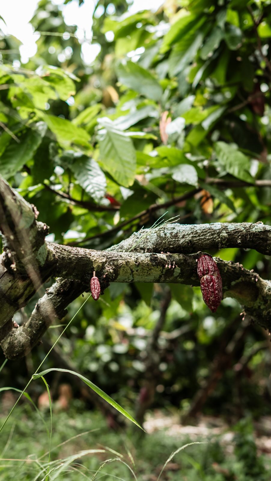 Harvest begins long before the fruit.
Every cut is intentional.
Pruning isnβt just about looks itβs about strength, light, and balance.
Fewer tall branches mean more energy where it counts: the fruit. π
This is how we grow with care, with purpose, with roots that remember. π±
#cacaobeans #ecuadoriancacao #cacaoecuador #ecuador #cacaoecuatoriano #haciendapalosanto