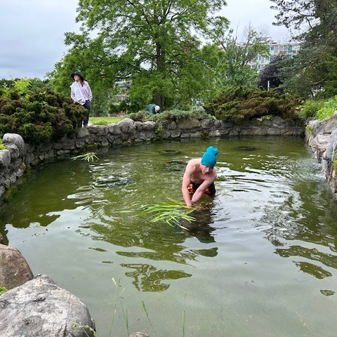 The lilies are returning to the Thornden Park lily pond! Thanks, Trevor Hart, for braving the chilly water last Saturday morning. He got two in. More lilies coming soon!
Next gardening session is this Saturday, June 21 at 9:30-11:00AM. Meet at the carriage house (on your left as you come in from the Madison Street entrance).