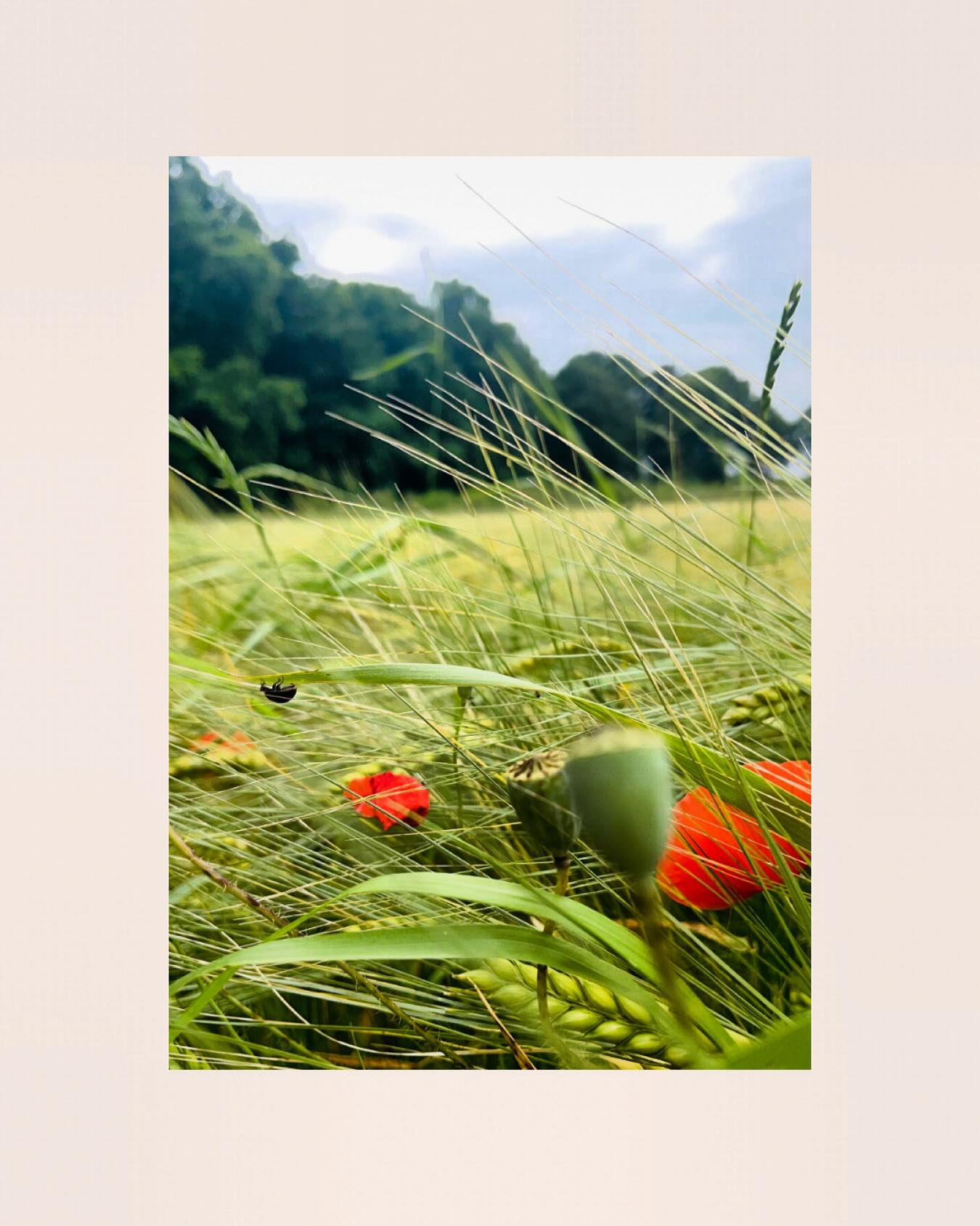 Impuls der Woche
🌳Vertrauen wächst im Loslassen🌳
Vertrauen fällt oft schwer.
Loslassen ist nicht einfach.
Viele neigen dazu, alles kontrollieren, im Blick behalten und absichern zu wollen.
Denn Kontrolle vermittelt Sicherheit.
⠀
Doch Vertrauen ins Leben zu lernen, ist ein wertvoller Prozess.
Auch wenn es schwerfällt und der Kopf
festhalten will.
⠀
In kleinen Schritten zeigt sich.
Das Leben trägt – auch,
wenn nicht alles festgehalten wird.
Und genau darin liegt Freiheit.
✨
Loslassen darf erlaubt sein.
Vertrauen darf wachsen.
Und Ja.
Auch ich darf lernen,
loszulassen und zu vertrauen.
#VertrauenLernen #Loslassen #Persönlichkeitsentwicklung #DemLebenVertrauen #KontrolleLoslassen #Selbstreflexion #InnererWeg #LebenDarfLeichtSein #Achtsamkeit #TrustTheProcess