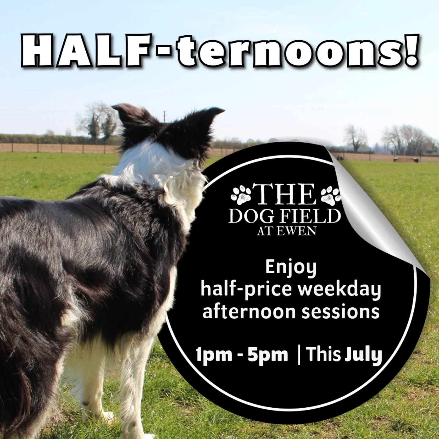 ☀️ HALF-ternoons are here at The Dog Field at Ewen! ☀️
Weekday sessions between 1–5 PM this July are now available at half price — from just £2.25.
That’s the same secure, private field you know and love, for a whole lot less.
It’s also the perfect chance to try us out if you haven’t visited before!
🎟️ Limited July slots — book now on our website!
